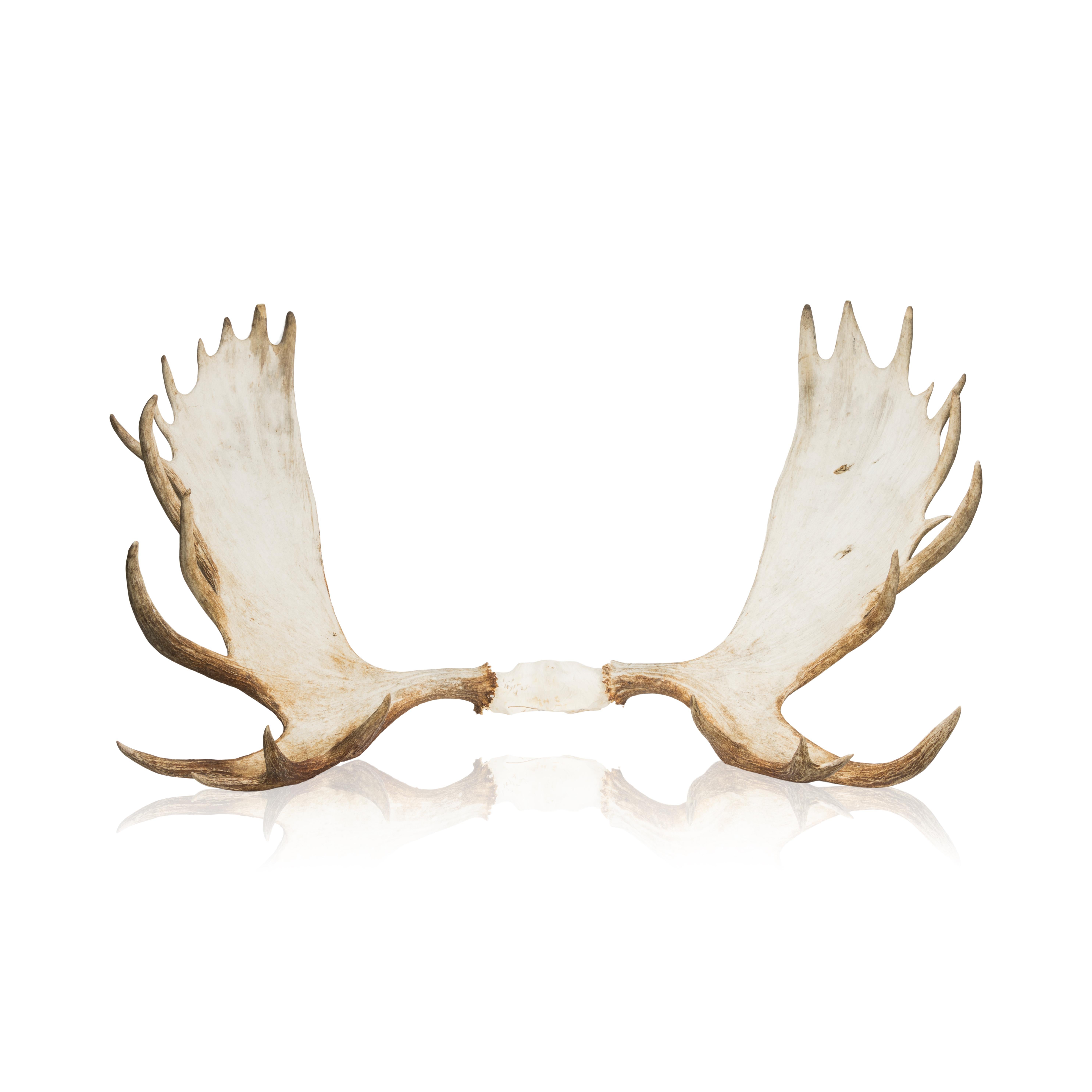 Trophy Moose Rack at 1stDibs