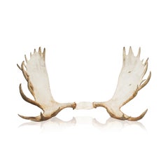 Trophy Moose Rack
