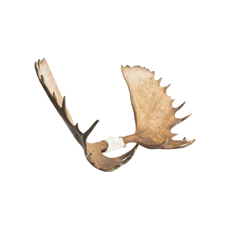 Trophy Moose Rack For Sale at 1stDibs