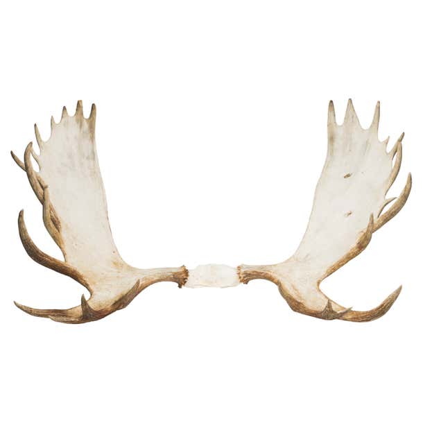 Trophy Moose Rack at 1stDibs