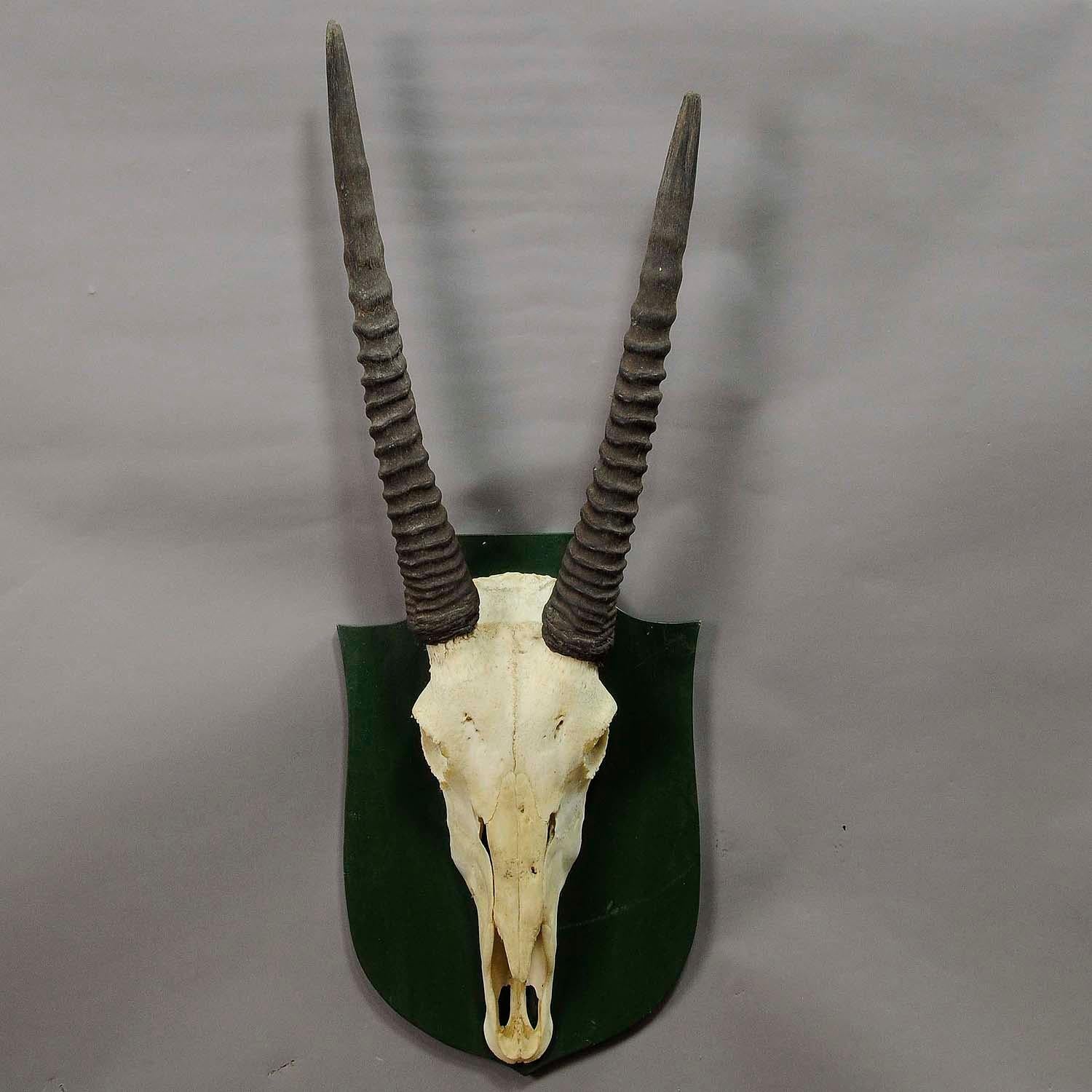 A great antique trophy of an oryx anthelope on wooden plaque. Remaining from the stately home of palace salem in south germany. Shot by a member of the family of margrave maximilian of baden.

Measures: width 12.6