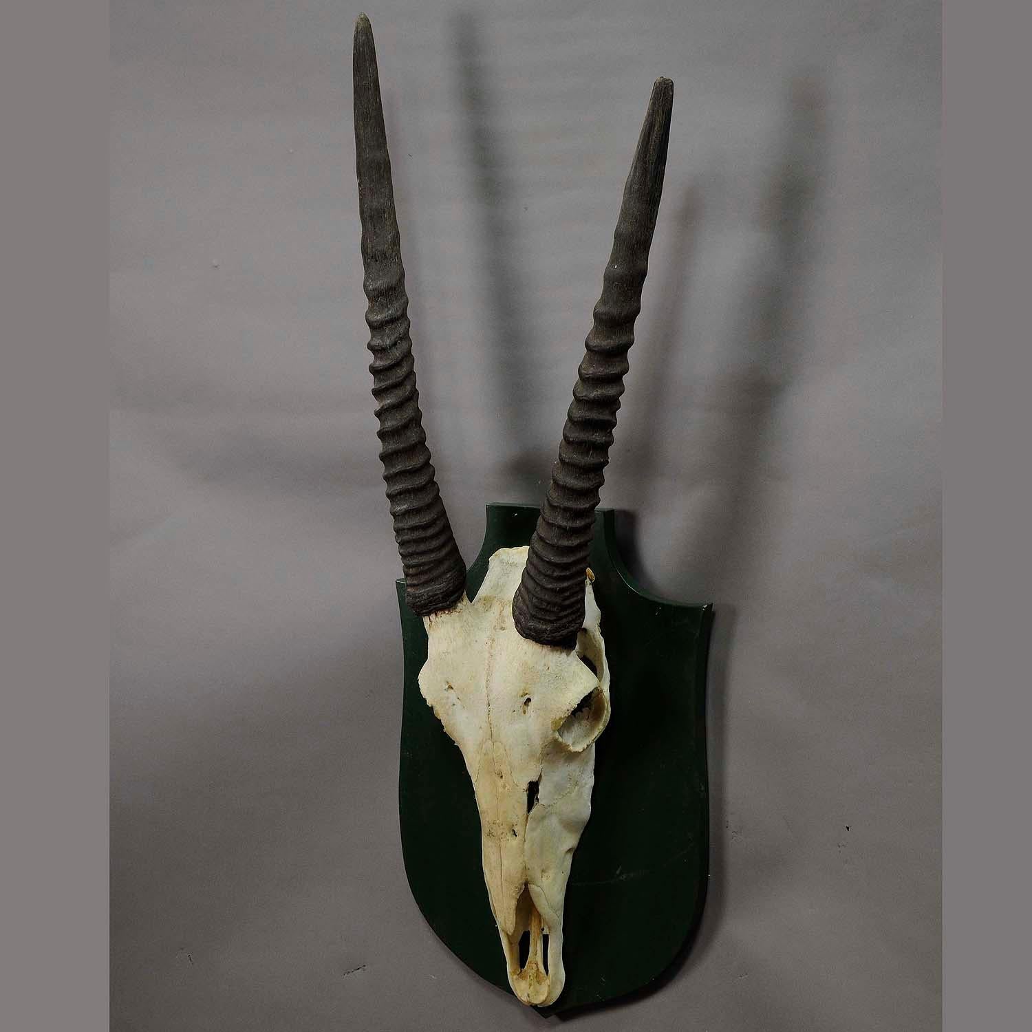 Rustic Trophy of a Oryx Anthelope from the Noble Estate Salem in South Germany