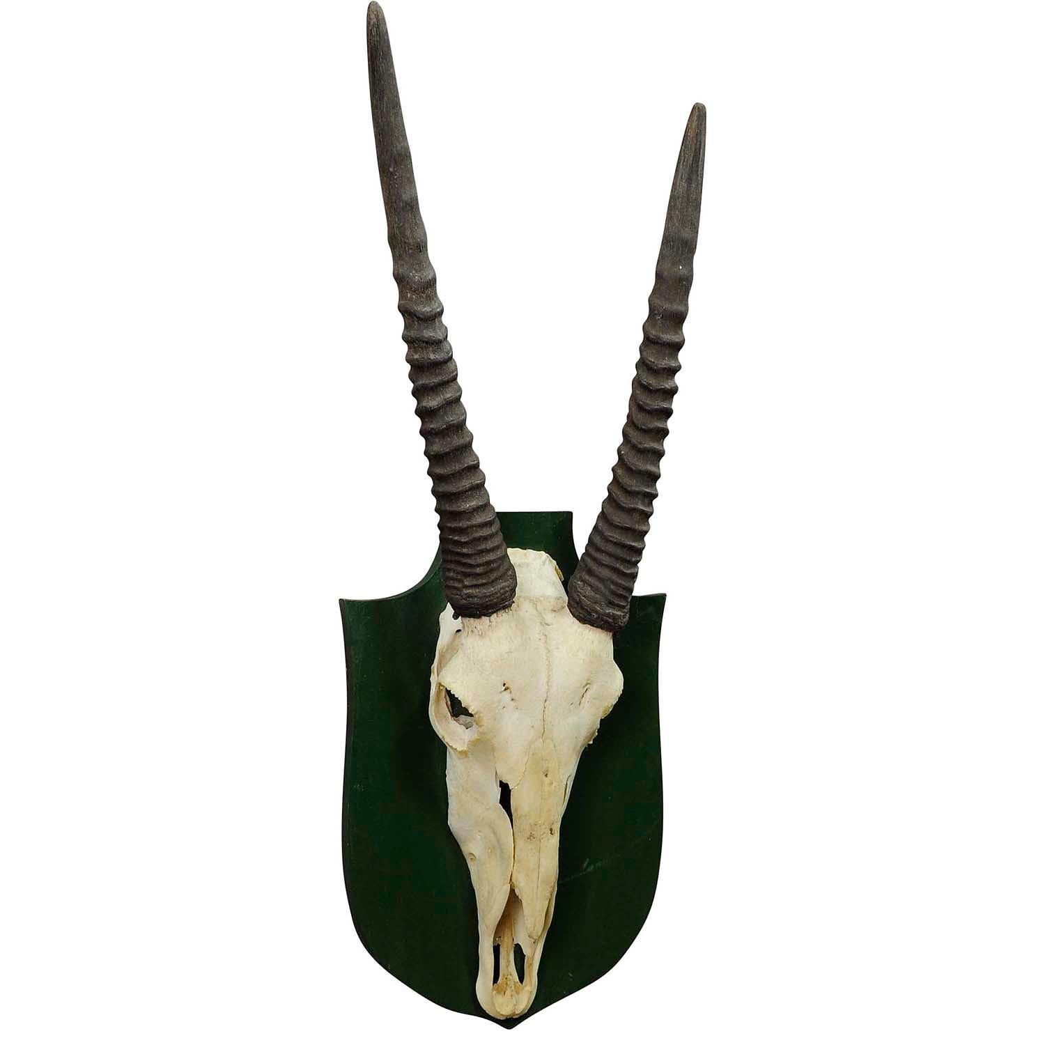 Spanish Trophy of a Oryx Anthelope from the Noble Estate Salem in South Germany