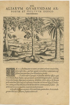 Tropical Abundance: The Jackfruit and Palm Trees in De Bry's 1601 Engraving