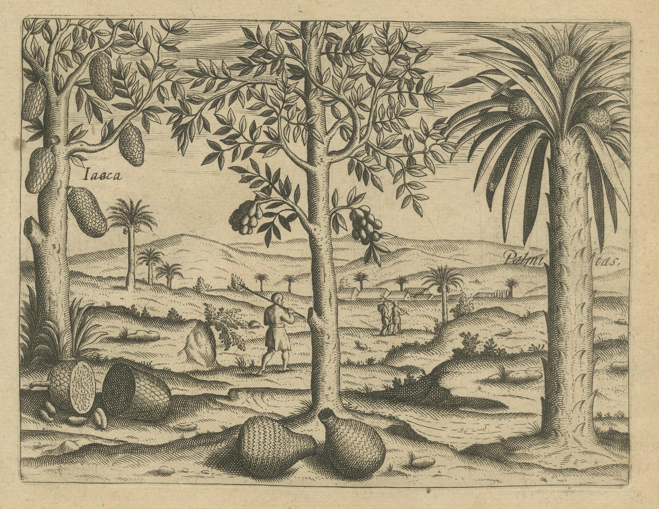Engraved Tropical Abundance: The Jackfruit and Palm Trees in De Bry's 1601 Engraving For Sale