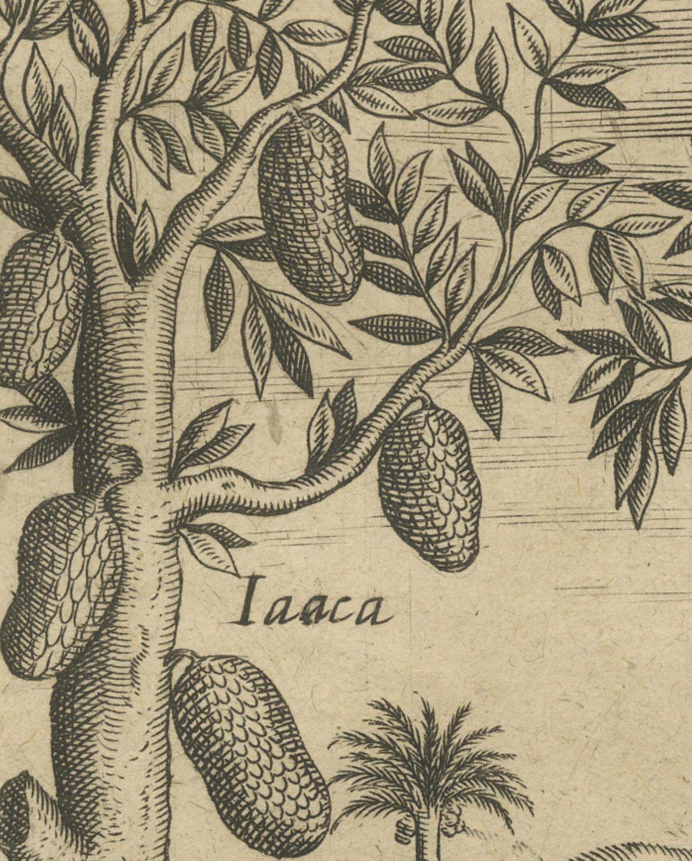 Tropical Abundance: The Jackfruit and Palm Trees in De Bry's 1601 Engraving In Good Condition For Sale In Langweer, NL