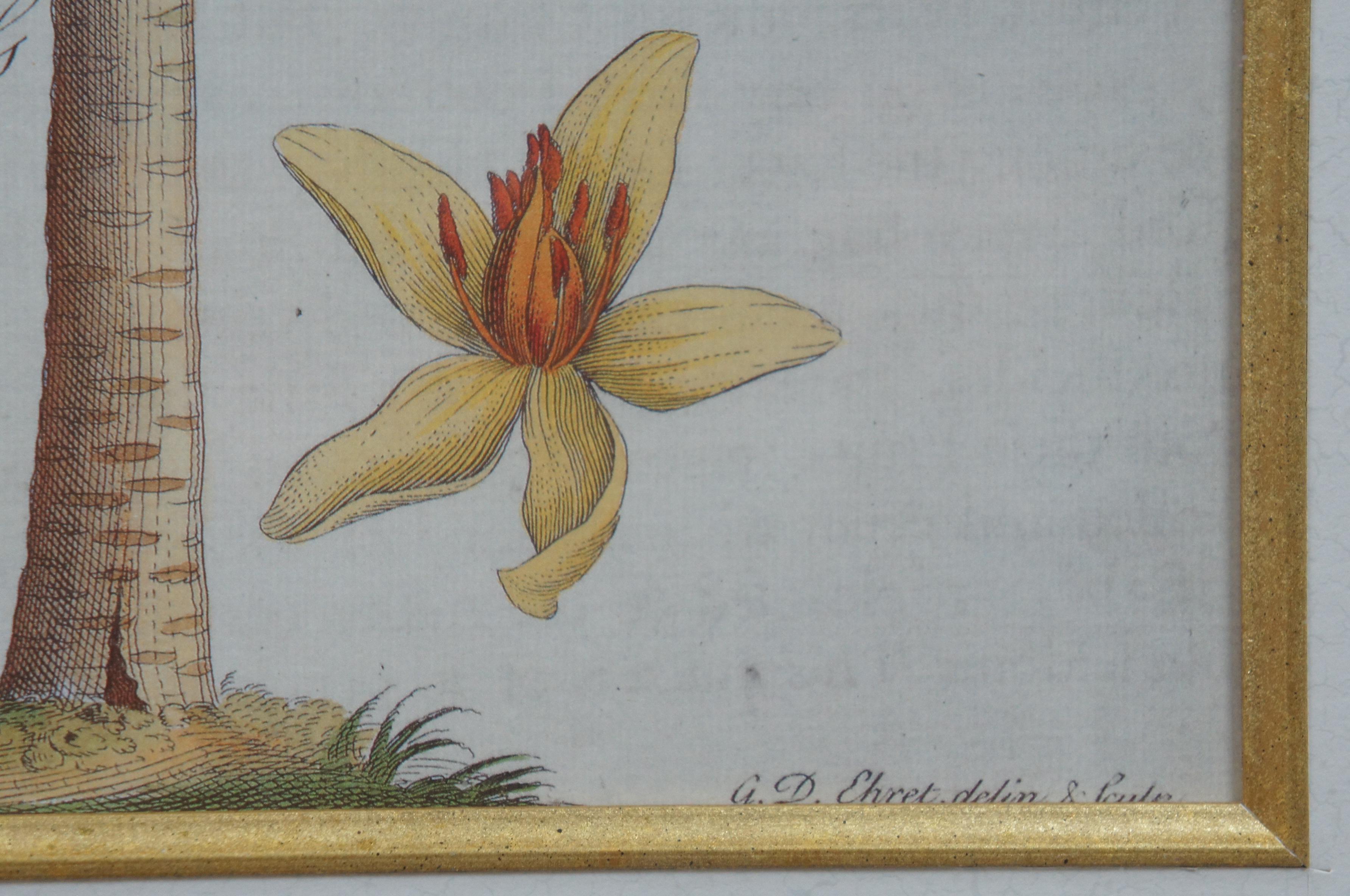 Tropical Botanical Plate Lithographs G.D. Ehret Delin Banana Palm & Coconut Tree 5
