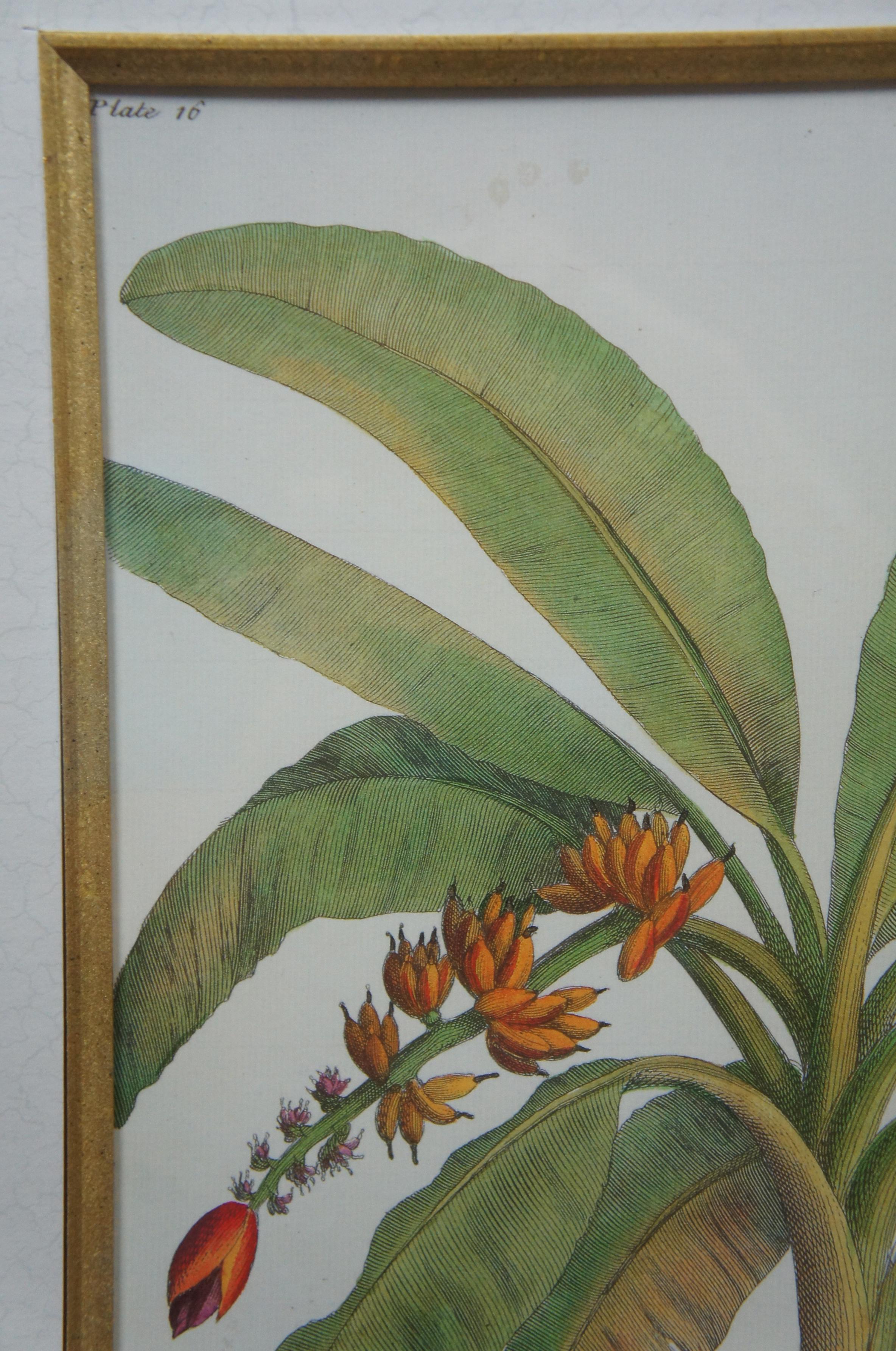 Tropical Botanical Plate Lithographs G.D. Ehret Delin Banana Palm & Coconut Tree 6