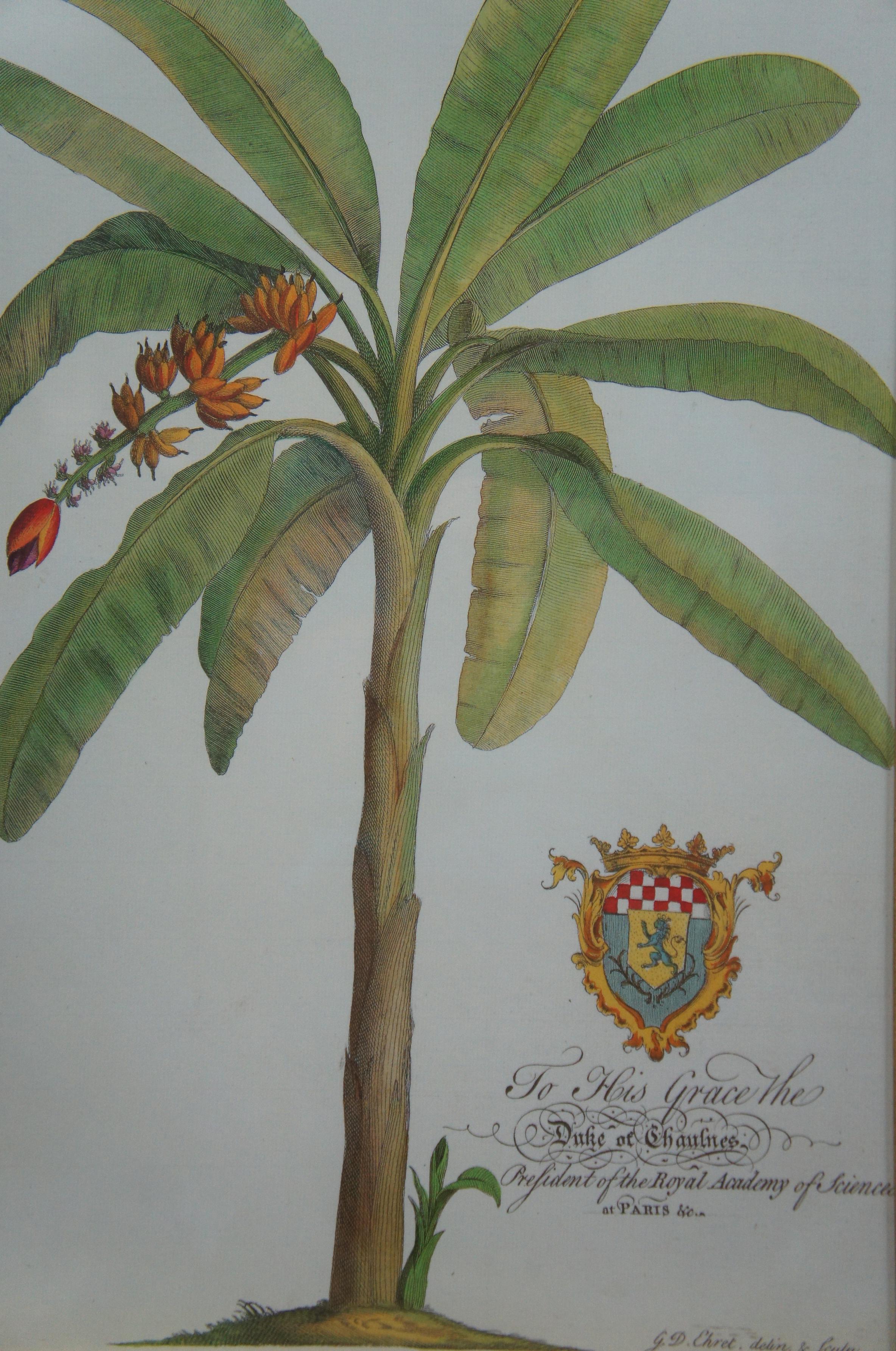 Tropical Botanical Plate Lithographs G.D. Ehret Delin Banana Palm & Coconut Tree 1