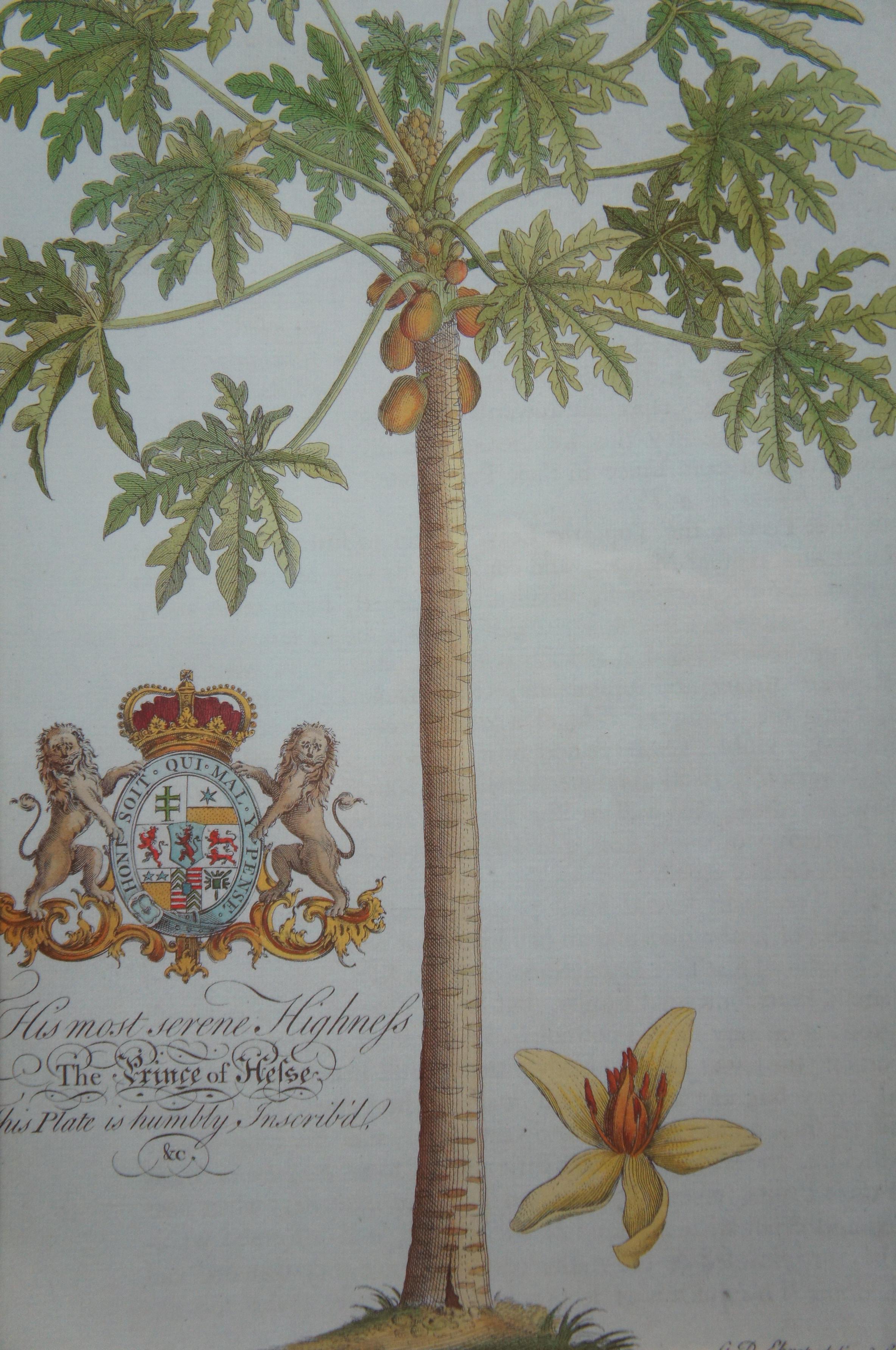 Tropical Botanical Plate Lithographs G.D. Ehret Delin Banana Palm & Coconut Tree 3