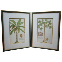 Retro Tropical Botanical Plate Lithographs G.D. Ehret Delin Banana Palm & Coconut Tree