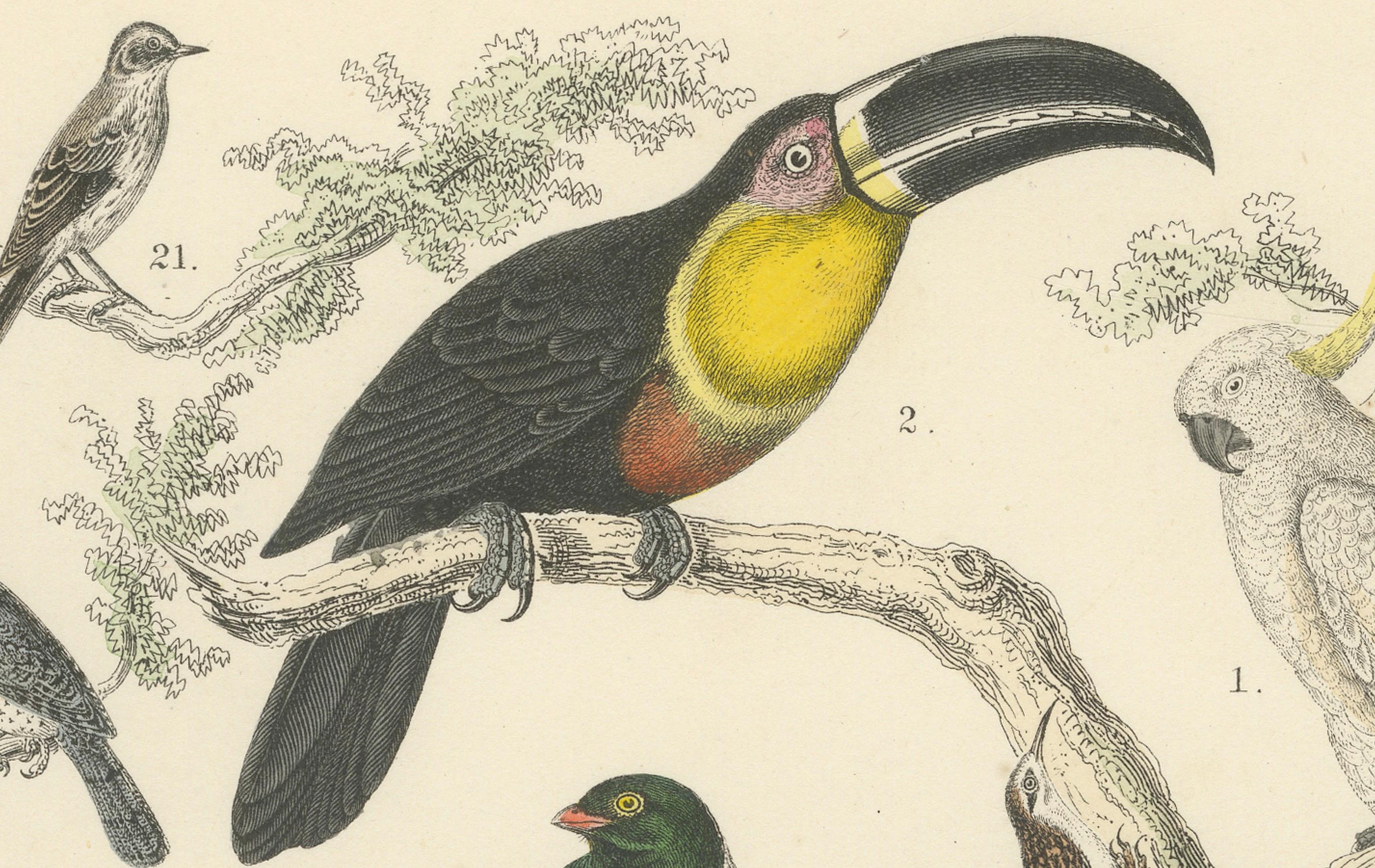 Stampa Uccelli tropicali ed europei: Tucano, Trogone, Kingfisher - Antico 1867 in vendita 4