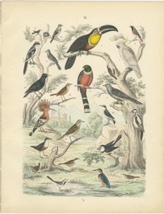 Tropical & European Birds Print: Toucan, Trogon, Kingfisher – Antique 1867