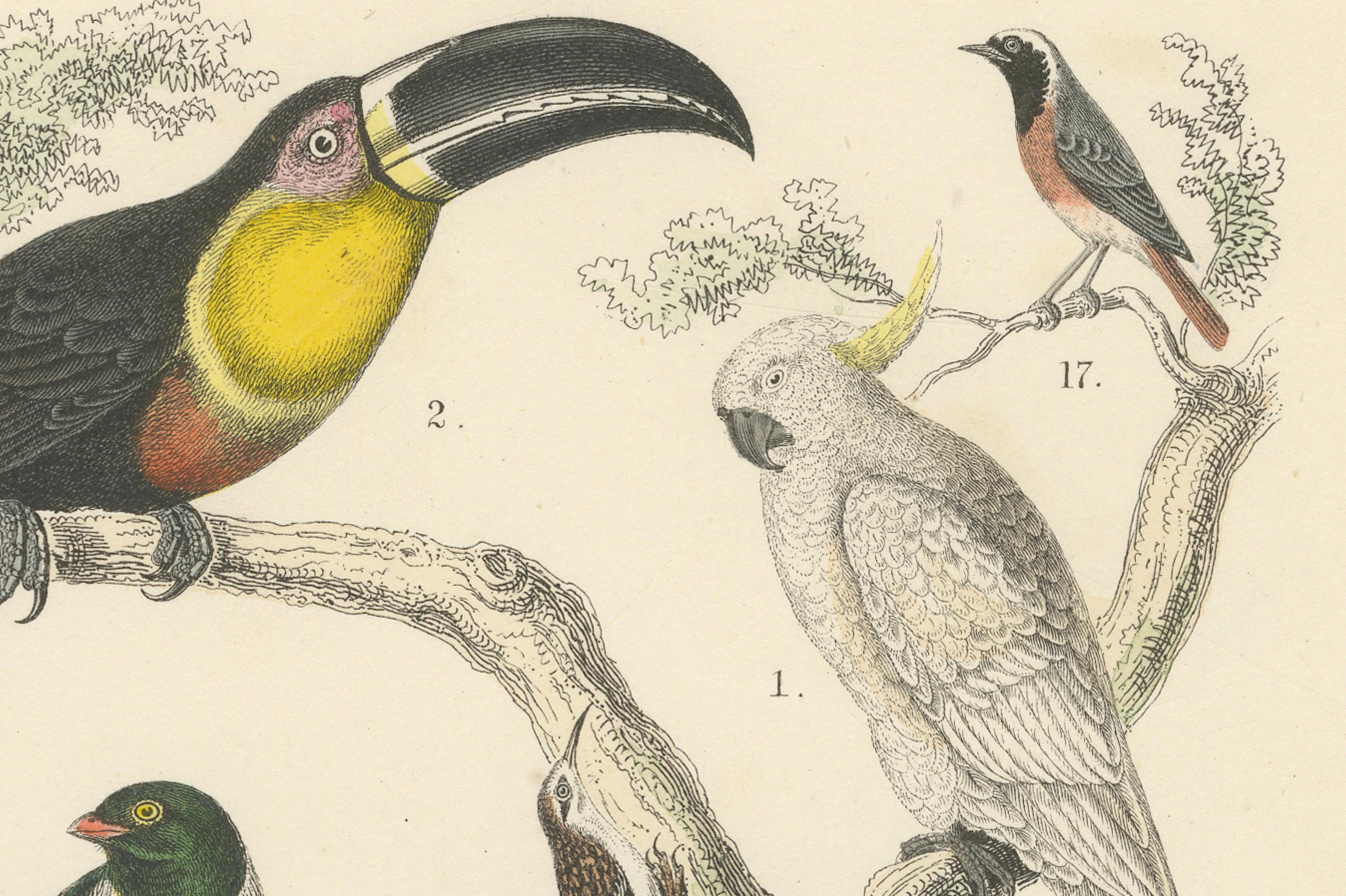 Tedesco Stampa Uccelli tropicali ed europei: Tucano, Trogone, Kingfisher - Antico 1867 in vendita