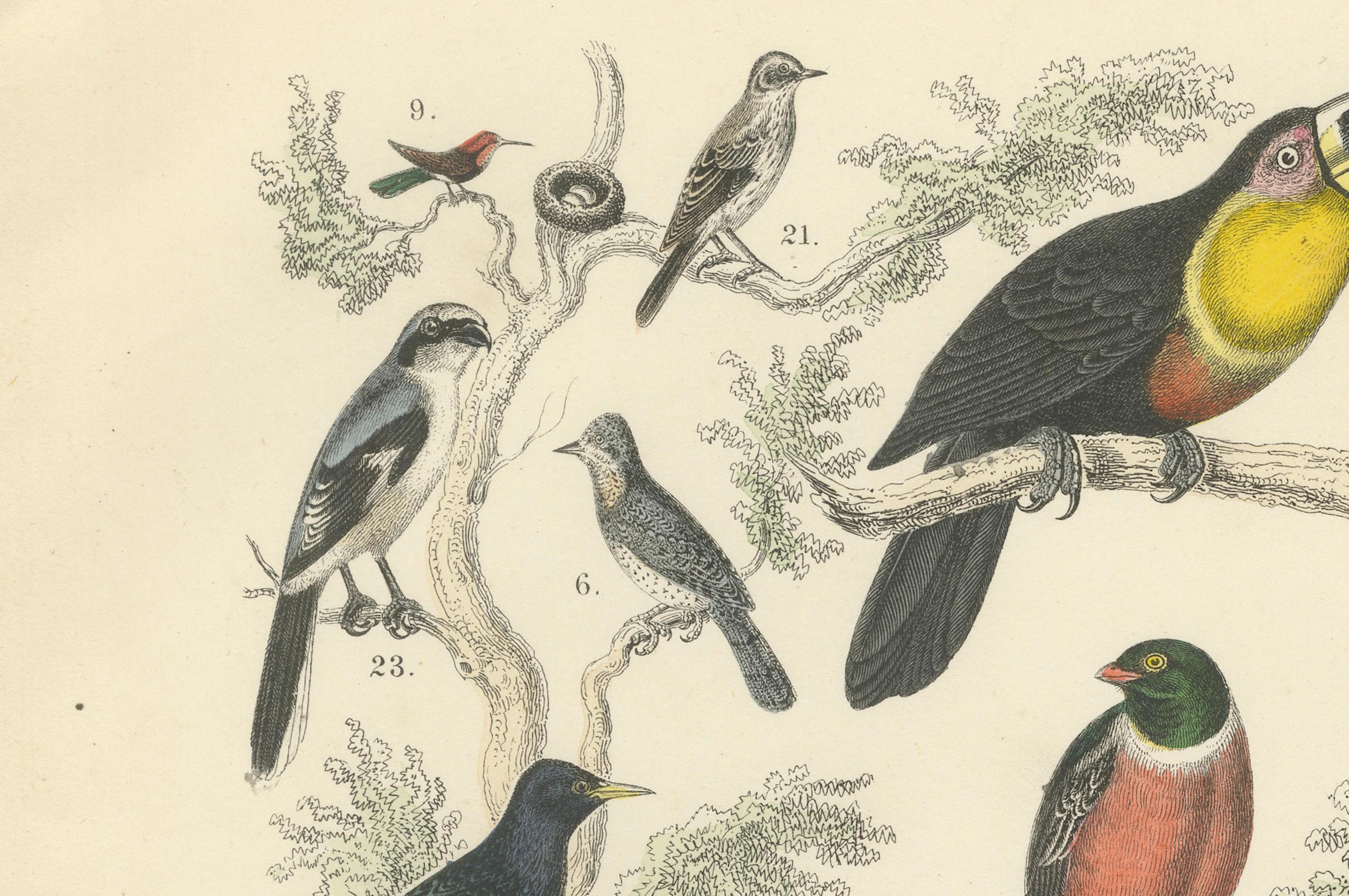 Stampa Uccelli tropicali ed europei: Tucano, Trogone, Kingfisher - Antico 1867 In condizioni buone in vendita a Langweer, NL