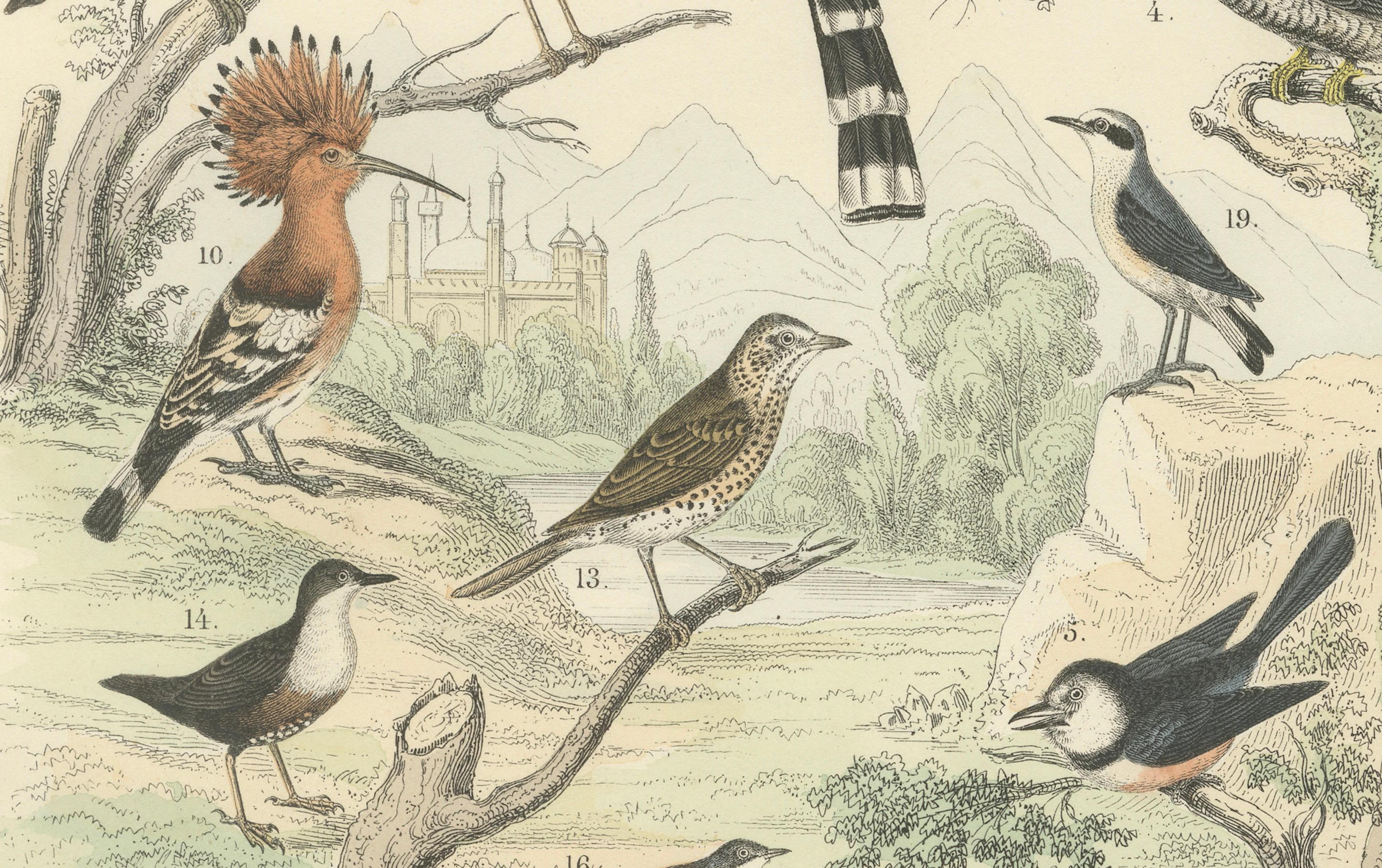 Metà XIX secolo Stampa Uccelli tropicali ed europei: Tucano, Trogone, Kingfisher - Antico 1867 in vendita