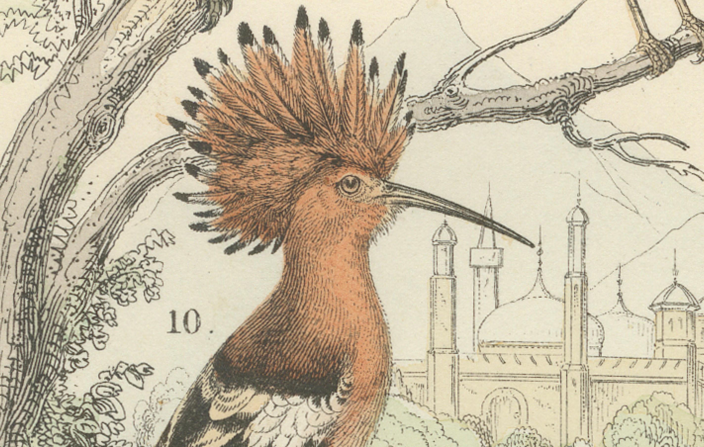 Carta Stampa Uccelli tropicali ed europei: Tucano, Trogone, Kingfisher - Antico 1867 in vendita