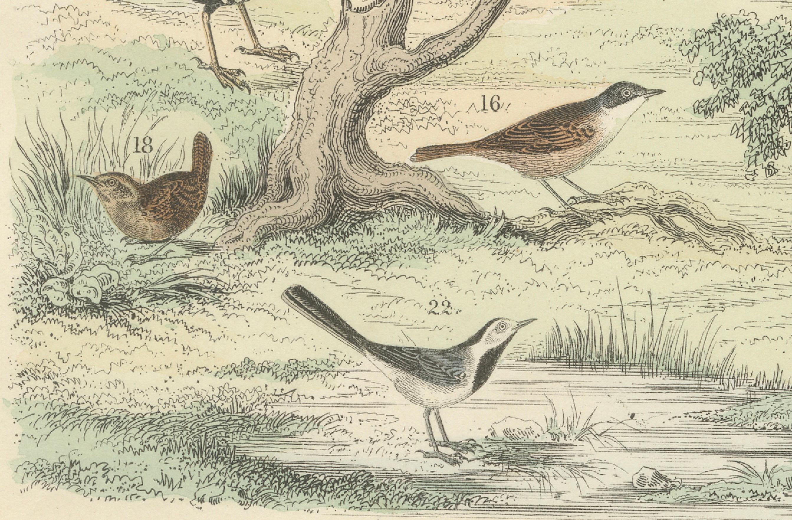 Stampa Uccelli tropicali ed europei: Tucano, Trogone, Kingfisher - Antico 1867 in vendita 1
