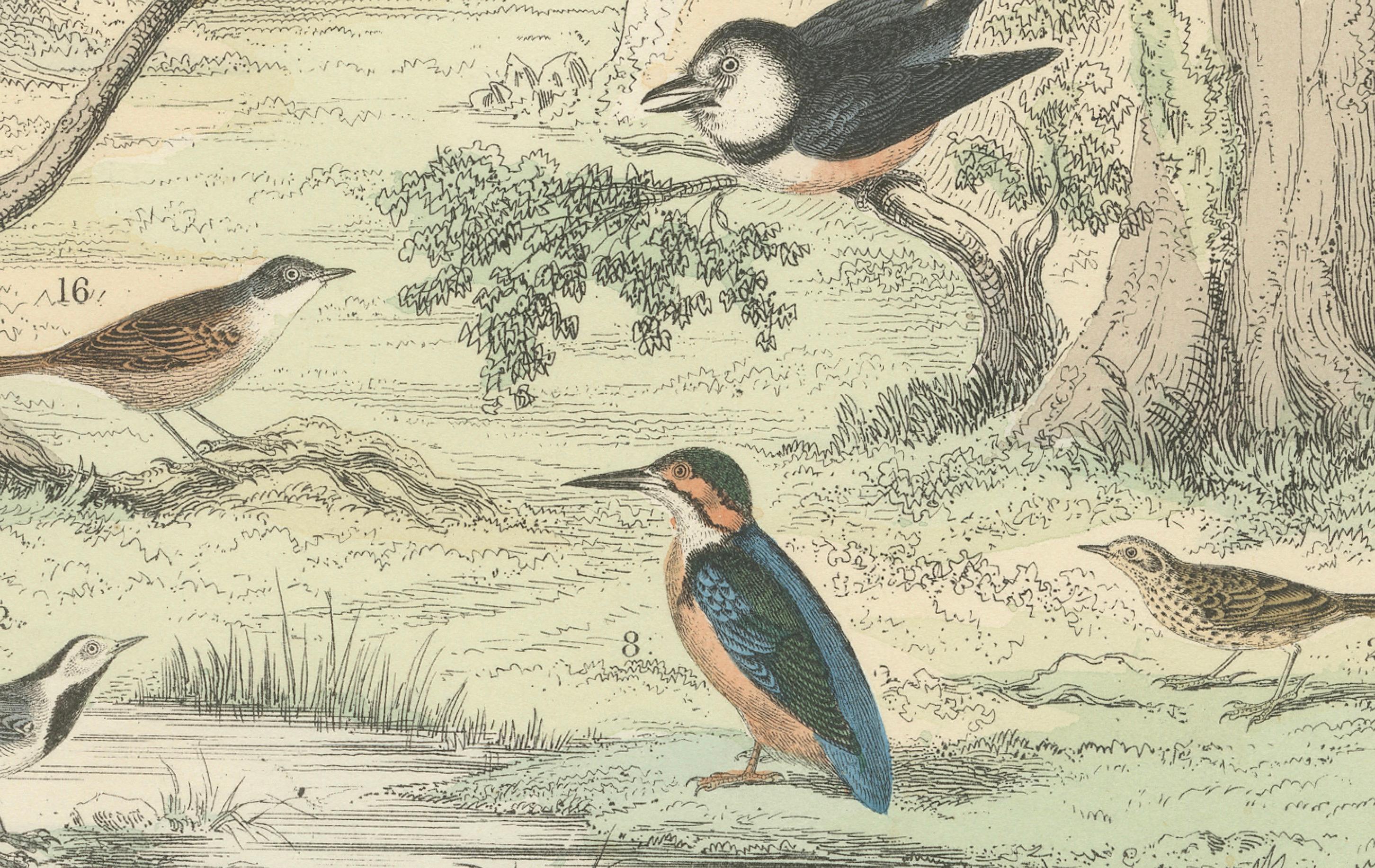 Stampa Uccelli tropicali ed europei: Tucano, Trogone, Kingfisher - Antico 1867 in vendita 2