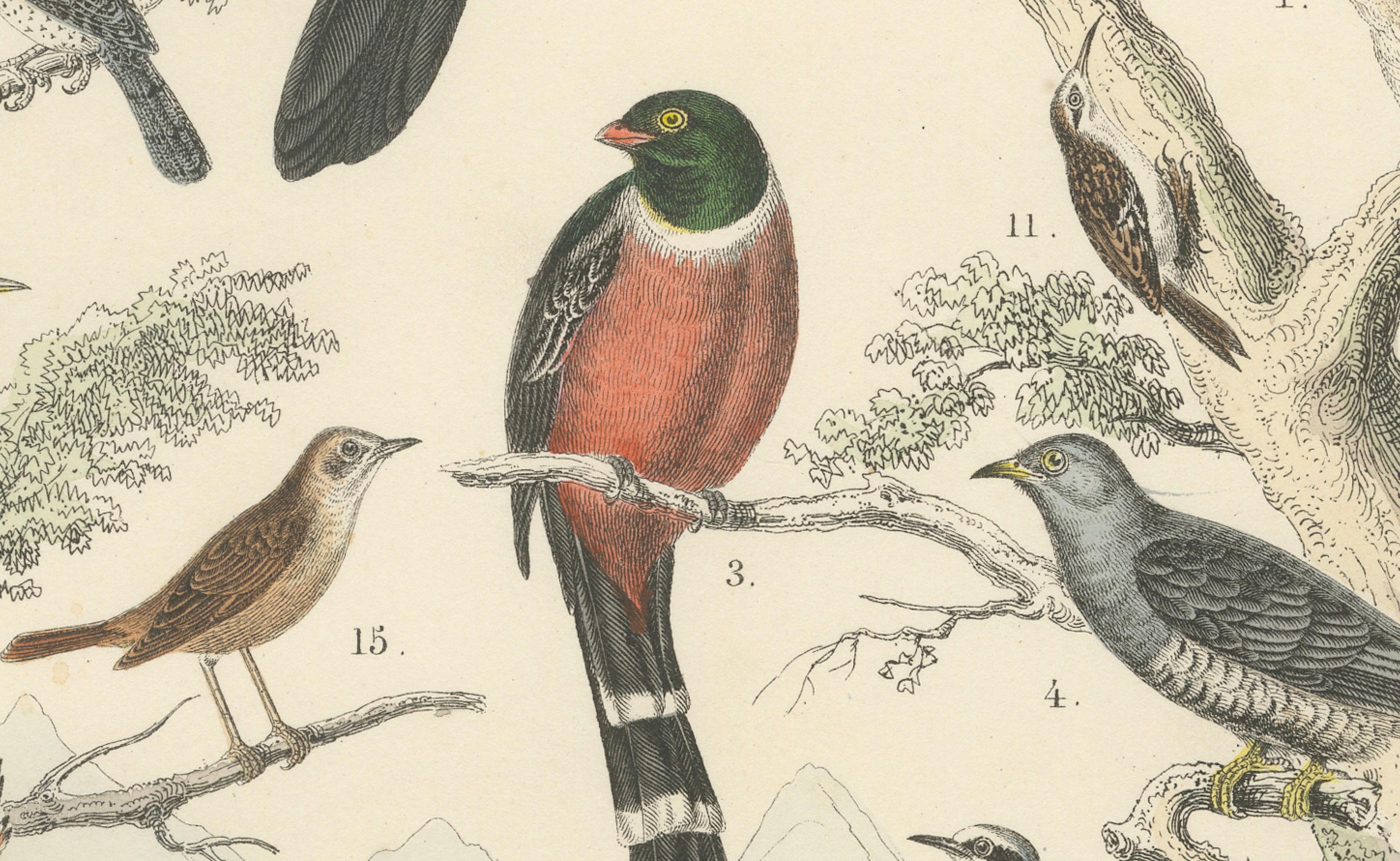 Stampa Uccelli tropicali ed europei: Tucano, Trogone, Kingfisher - Antico 1867 in vendita 3