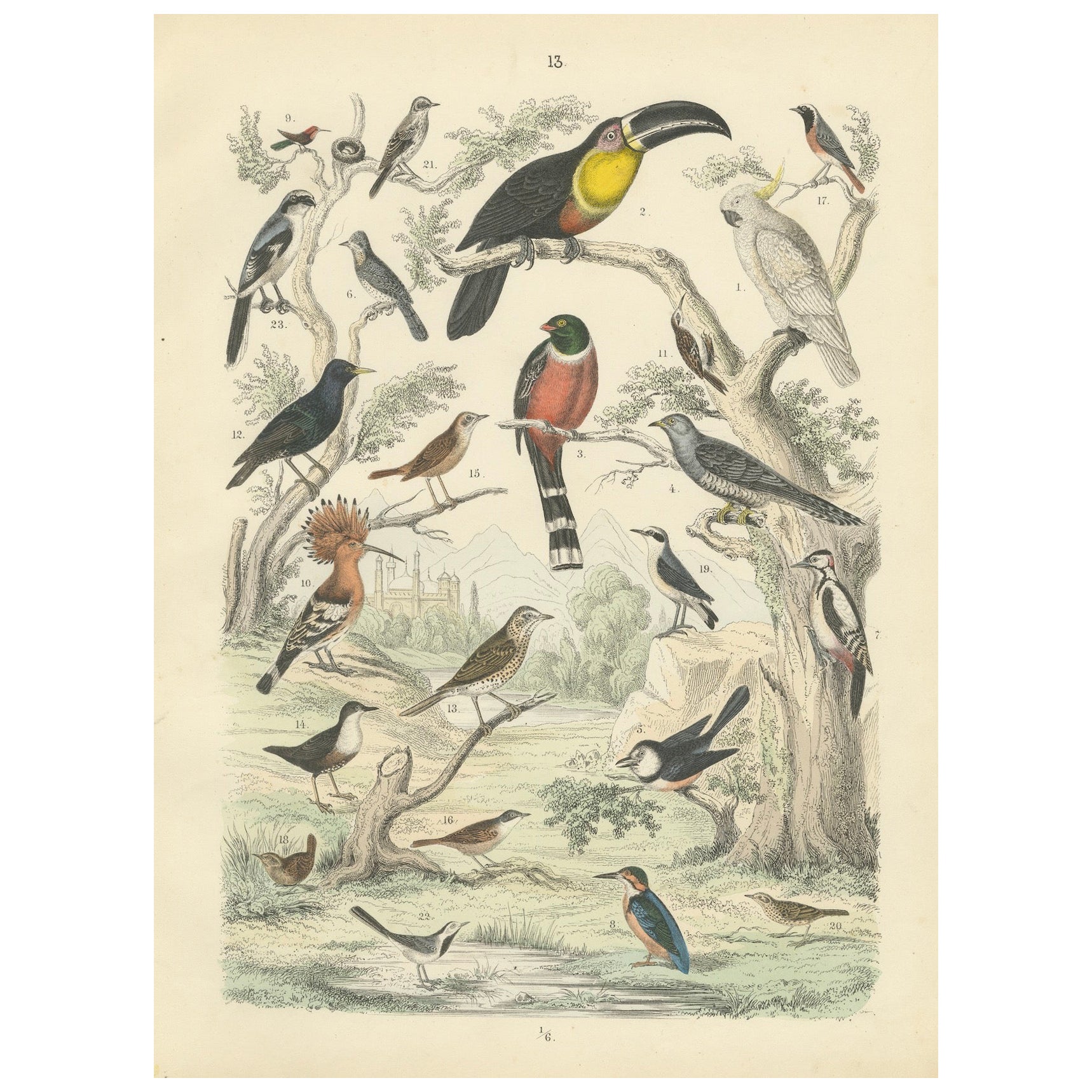 Tropische & europäische Vögel Druck: Tukan, Trogon, Kingfisher - Antike 1867