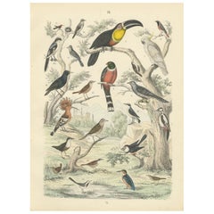 Aves Tropicales y Europeas: Tucán, Trogón, Martín Pescador - Antigüedad 1867