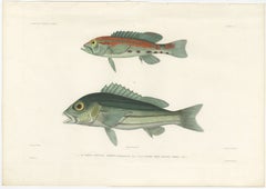 Tropical Fish Engraving – Parrot Hind and Diacope, Paris 1846