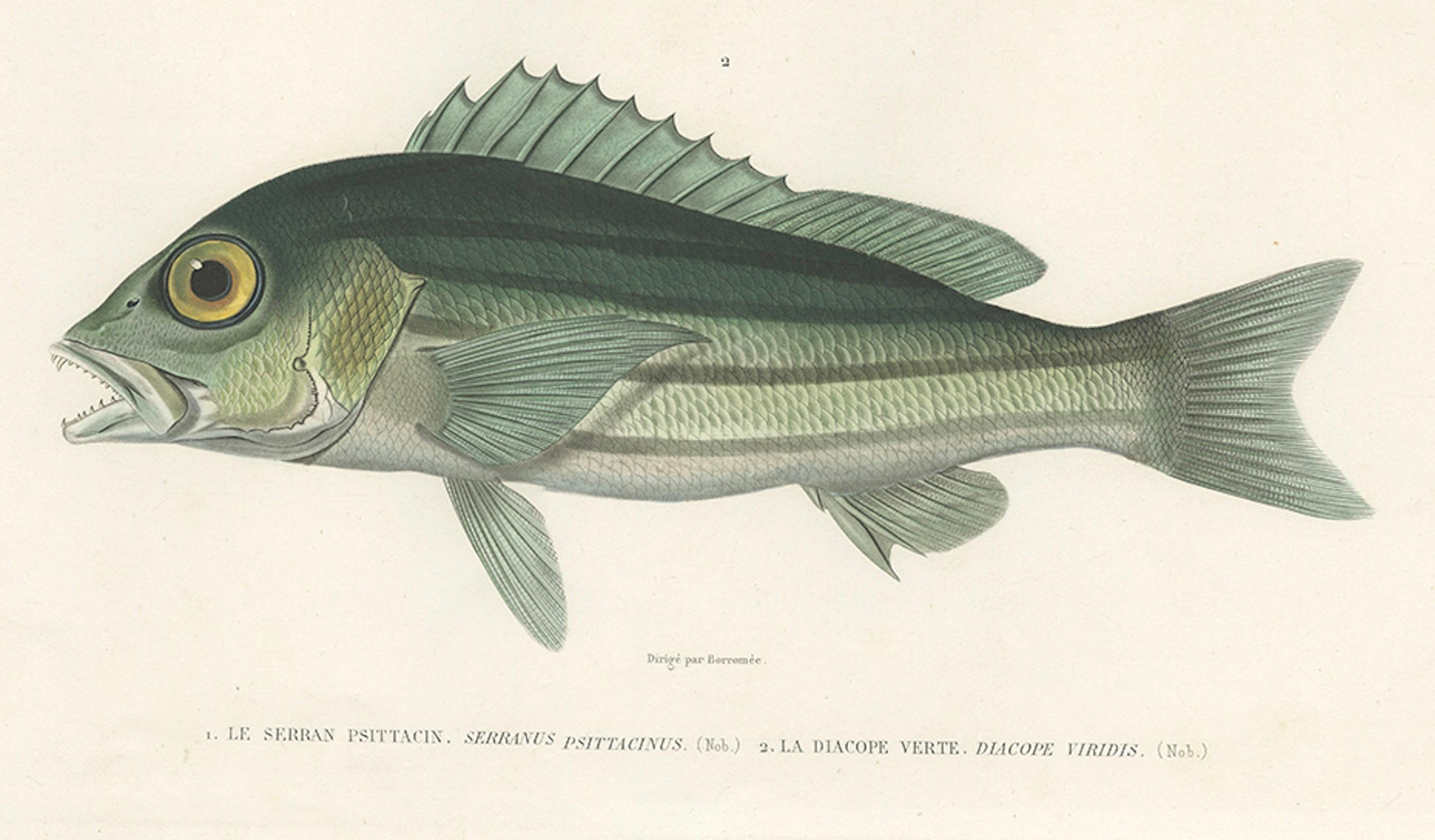 French Tropical Fish Engraving – Parrot Hind and Diacope, Paris 1846 For Sale