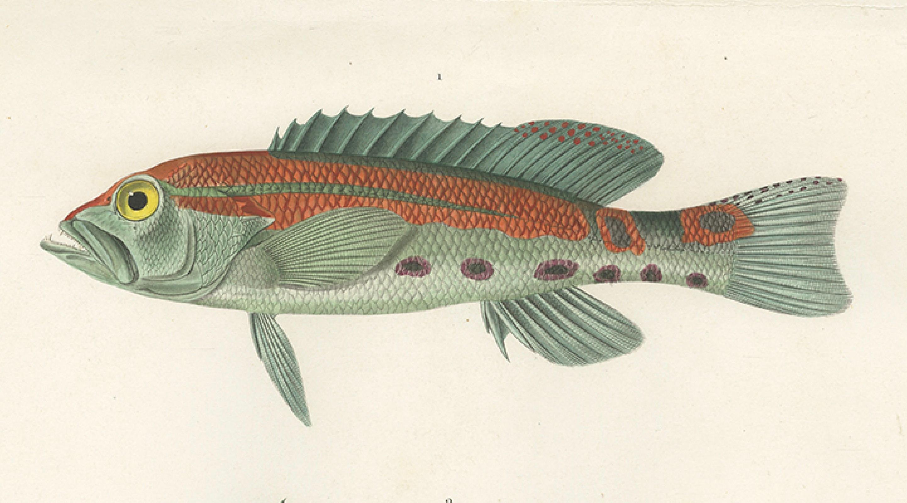 Tropical Fish Engraving – Parrot Hind and Diacope, Paris 1846 In Good Condition For Sale In Langweer, NL
