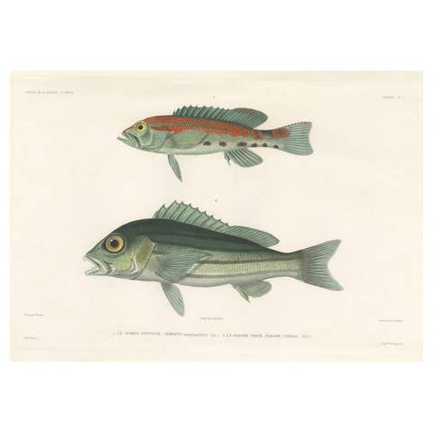 Tropical Fish Engraving – Parrot Hind and Diacope, Paris 1846