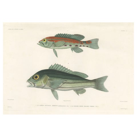 Tropical Fish Engraving, Parrot Hind and Diacope, Paris 1846