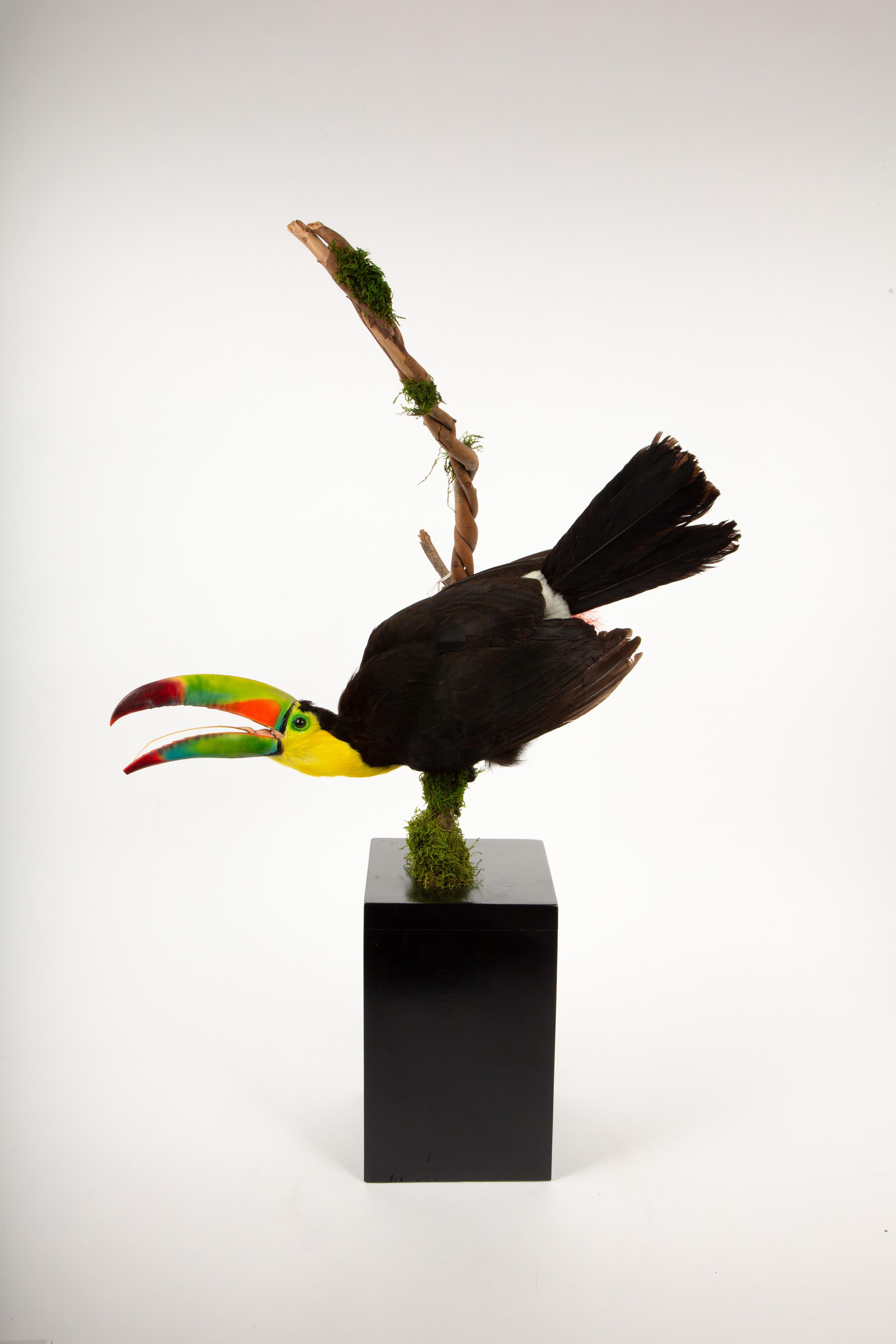 This striking taxidermy specimen of a Keel-Billed Toucan showcases the vibrant beauty of one of the world’s most colorful bird species. Known for its distinctive beak with vivid bands of green, orange, yellow, and red, this toucan is mounted in a