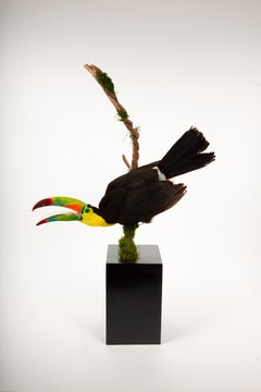 Tropical Flair: Vibrant Taxidermy Keel-Billed Toucan on Display
