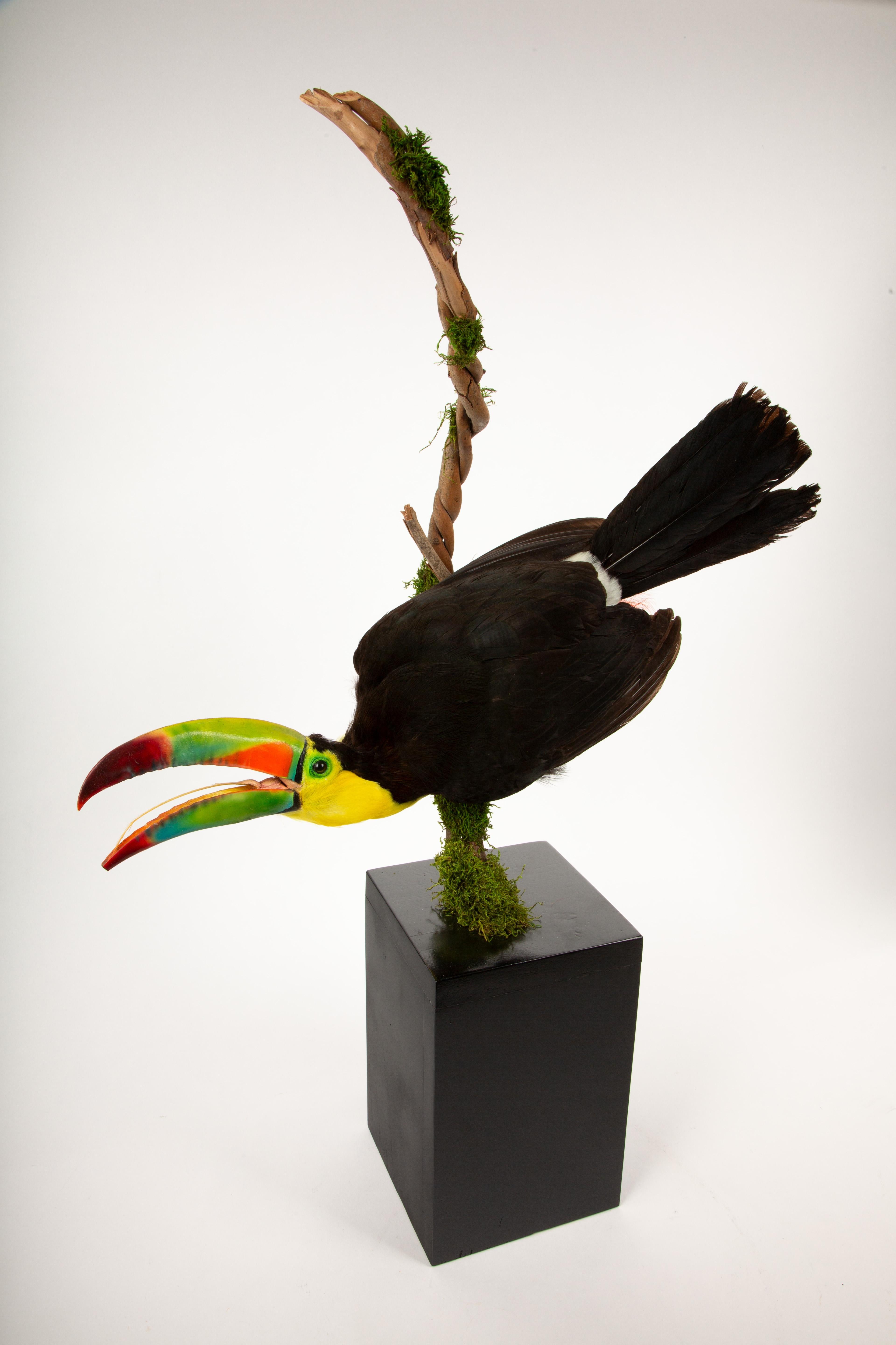 Victorian Tropical Flair: Vibrant Taxidermy Keel-Billed Toucan on Display For Sale