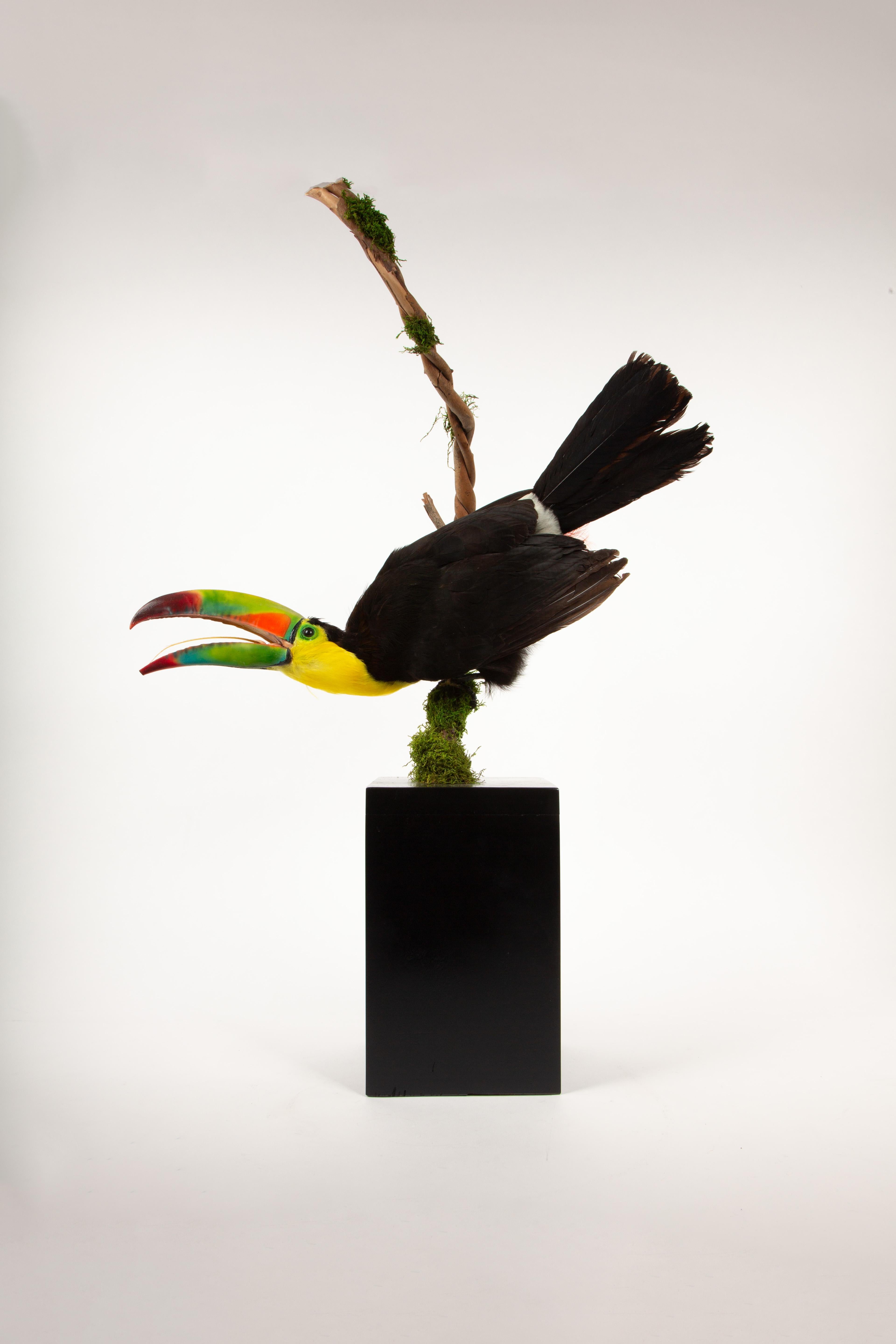 Colombian Tropical Flair: Vibrant Taxidermy Keel-Billed Toucan on Display For Sale