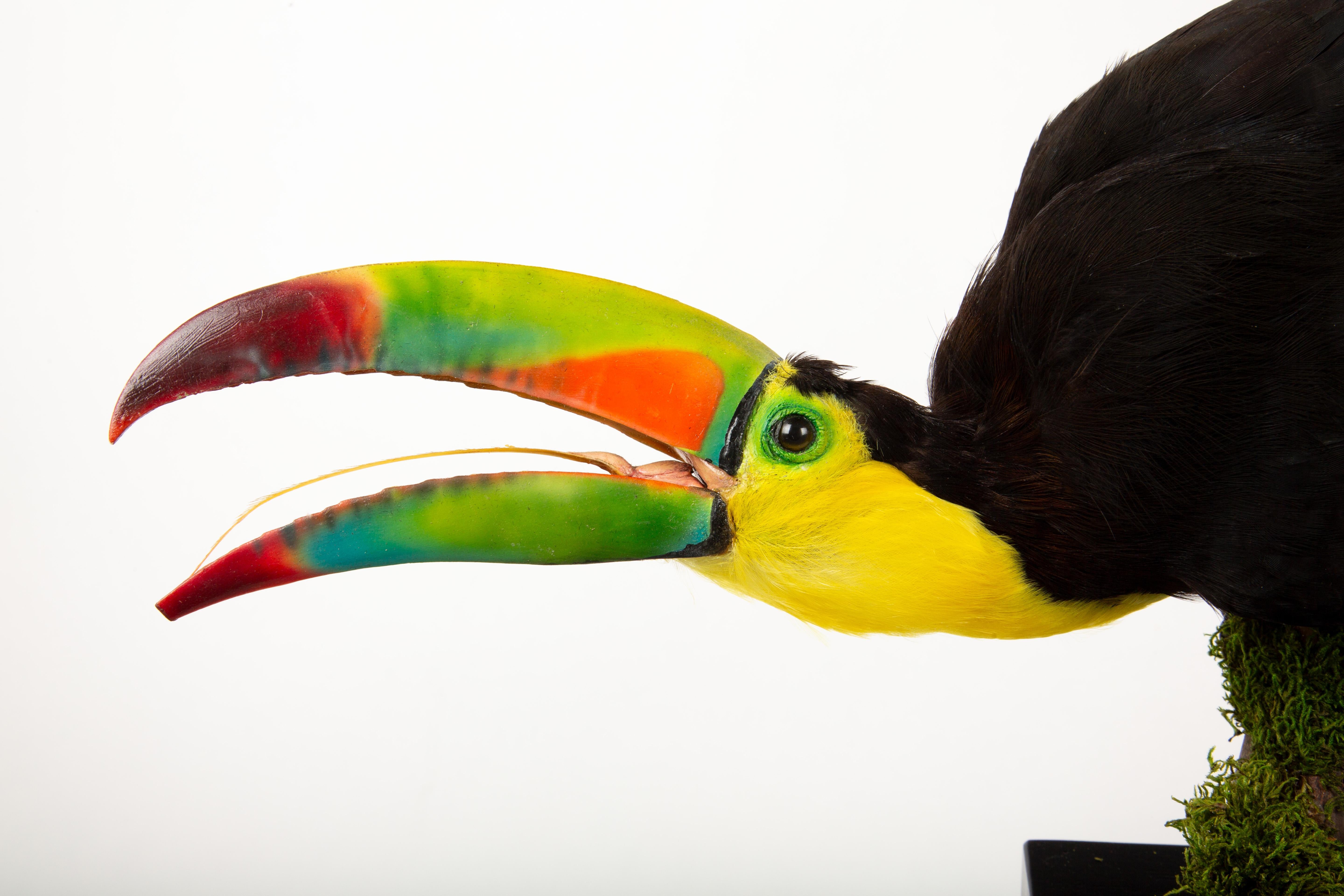 Tropical Flair: Vibrant Taxidermy Keel-Billed Toucan on Display In Excellent Condition For Sale In New York, NY