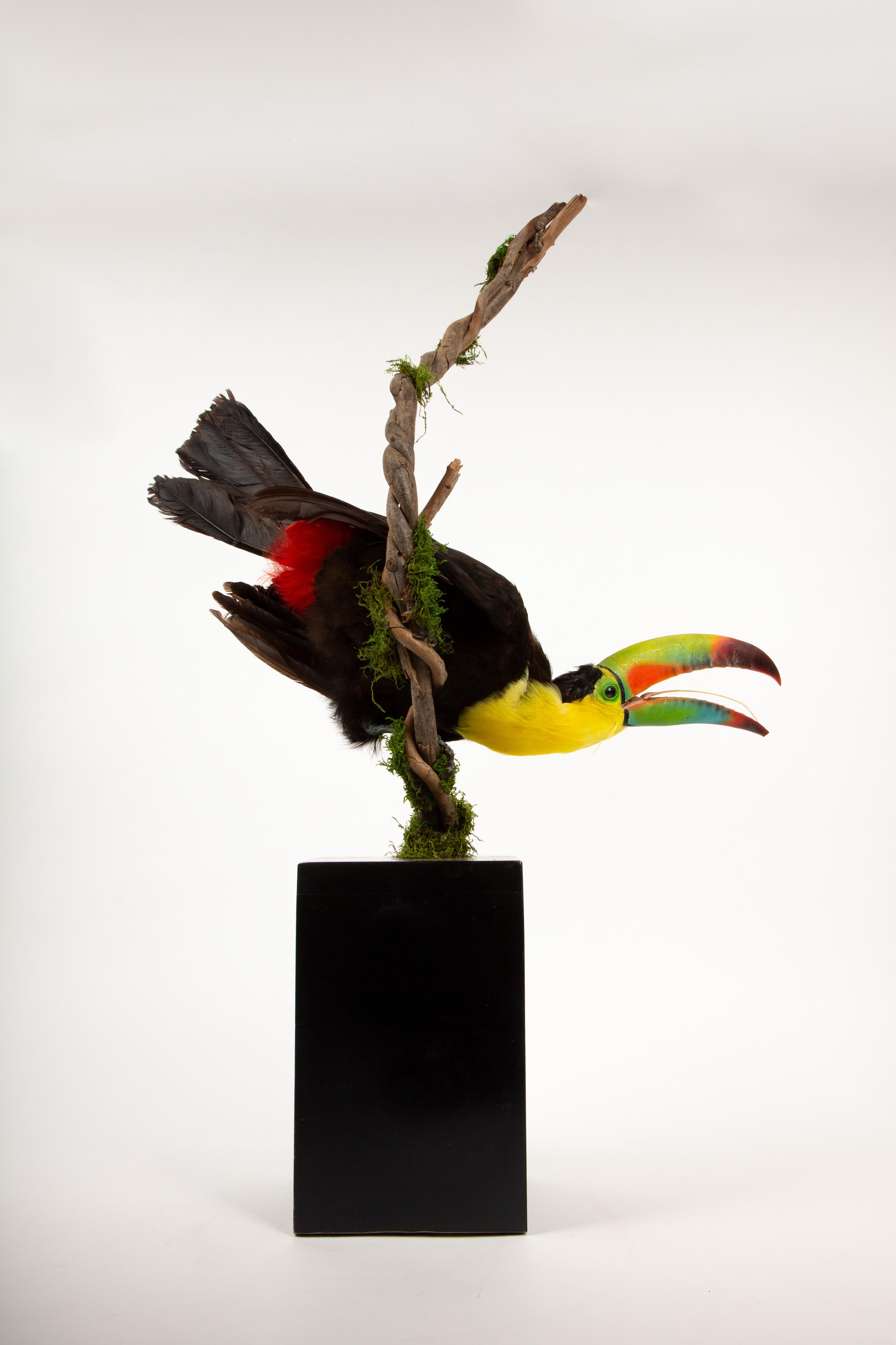Contemporary Tropical Flair: Vibrant Taxidermy Keel-Billed Toucan on Display For Sale