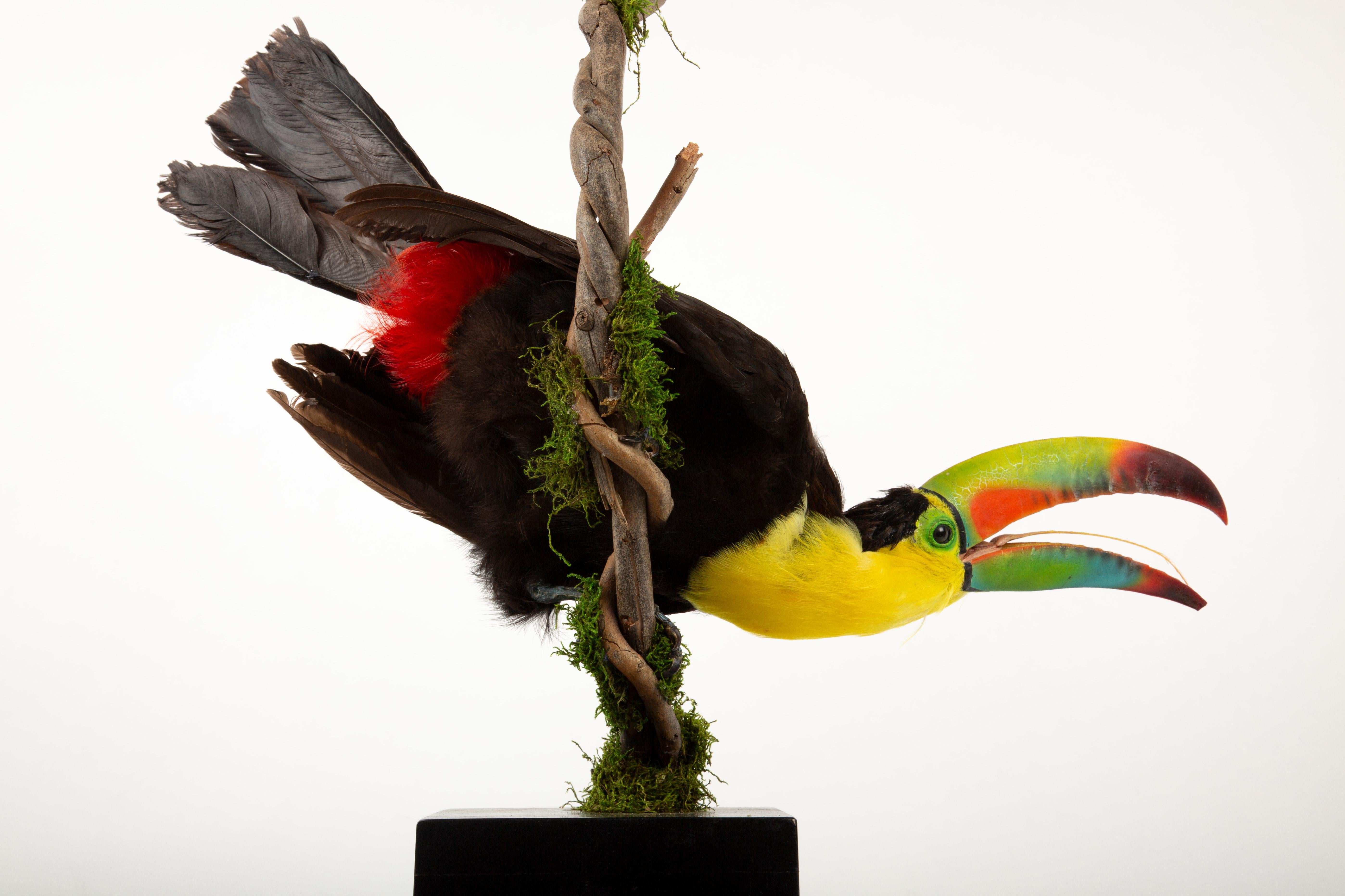 Wood Tropical Flair: Vibrant Taxidermy Keel-Billed Toucan on Display For Sale