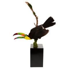 Tropical Flair: Vibrant Taxidermy Keel-Billed Toucan on Display