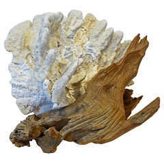 Tropical Natural White Blade Coral and Driftwood Sculpture