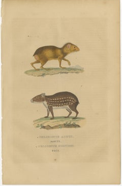 Tropical Rodents: The Agile Agouti and the Spotted Paca, 1845