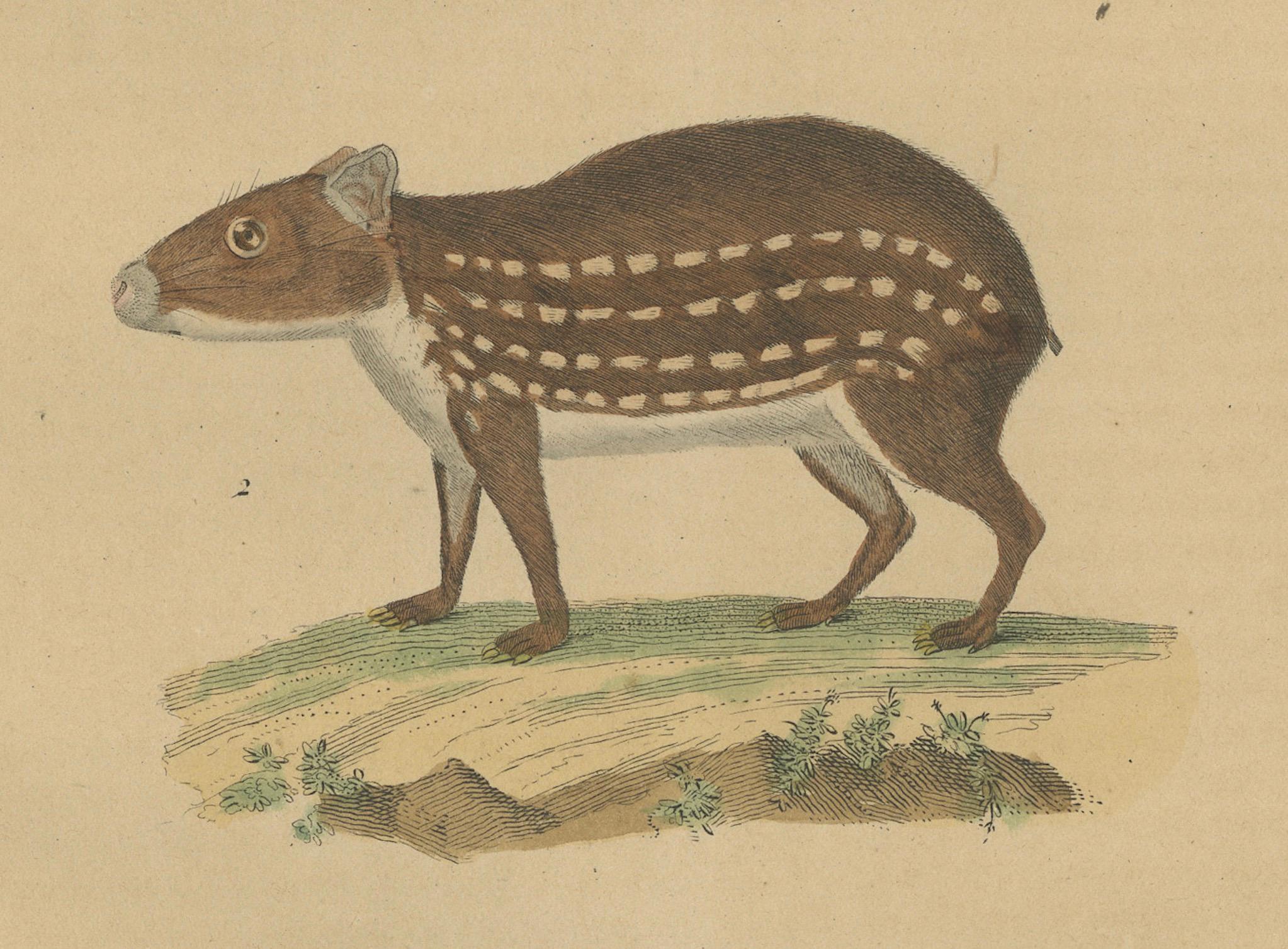 Engraved Tropical Rodents: The Agile Agouti and the Spotted Paca, 1845 For Sale