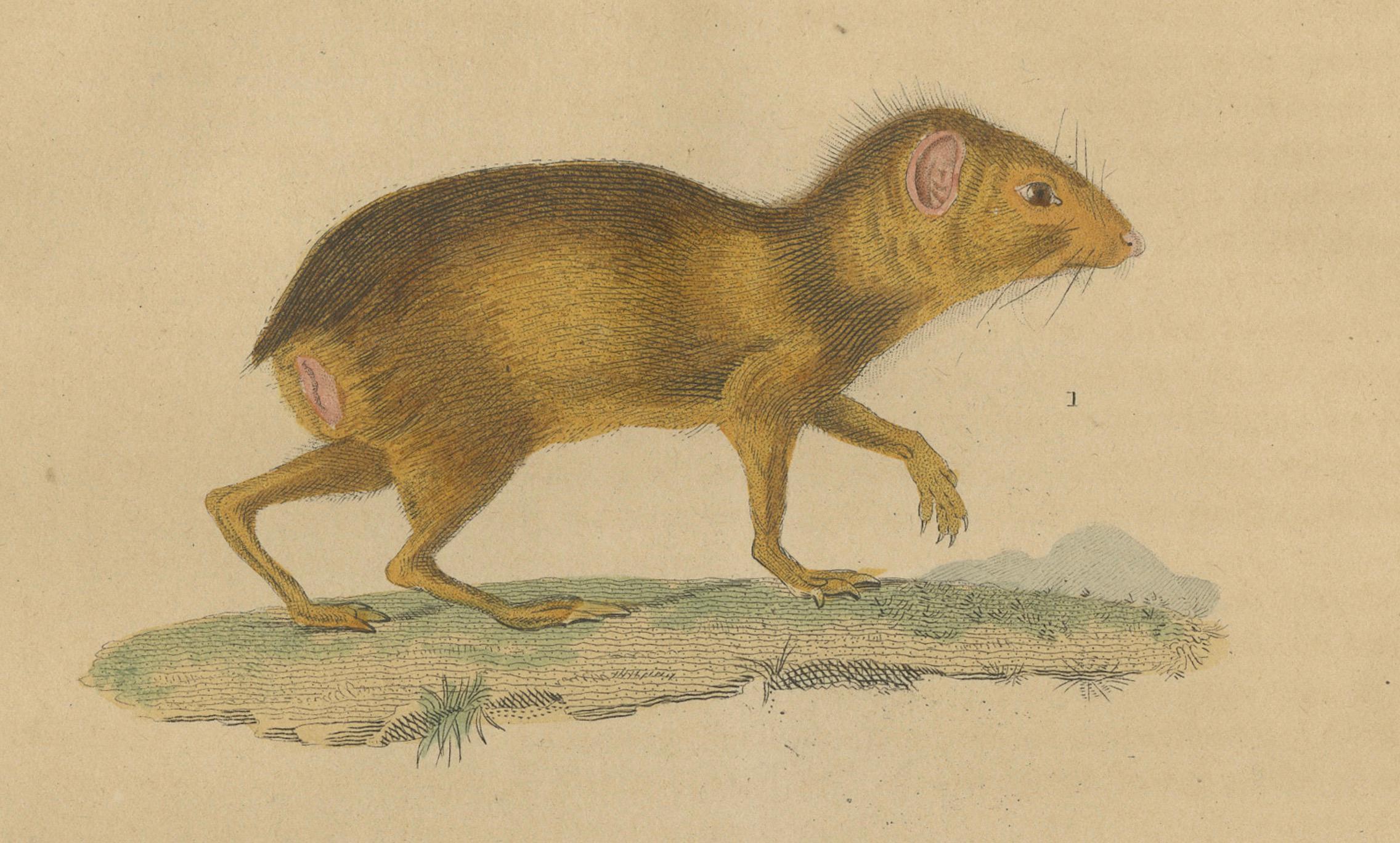 Gravé Rodents tropicaux : l'Agile Agouti et le Paca tacheté, 1845 en vente