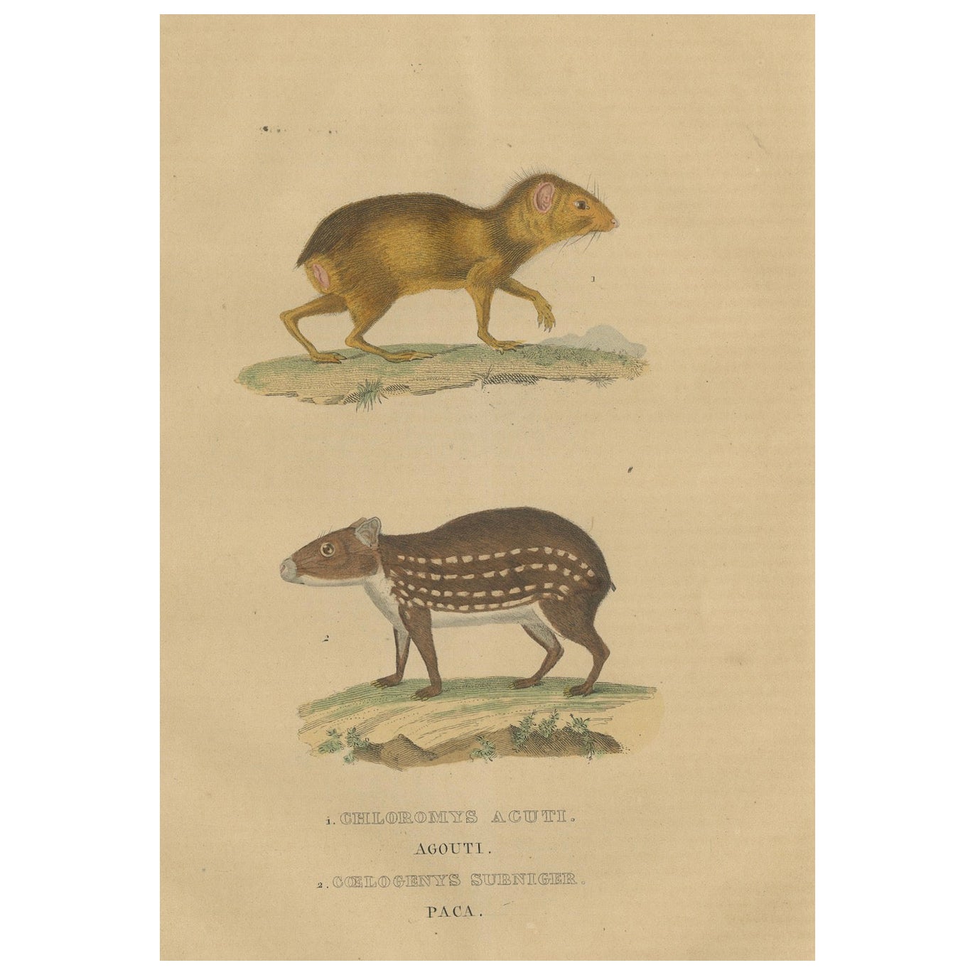 Tropische Stämme: Der Agile Agouti und der gepunktete Paca, 1845 im Angebot