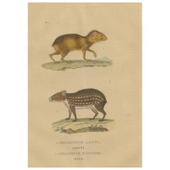 Tropical Rodents: The Agile Agouti and the Spotted Paca, 1845