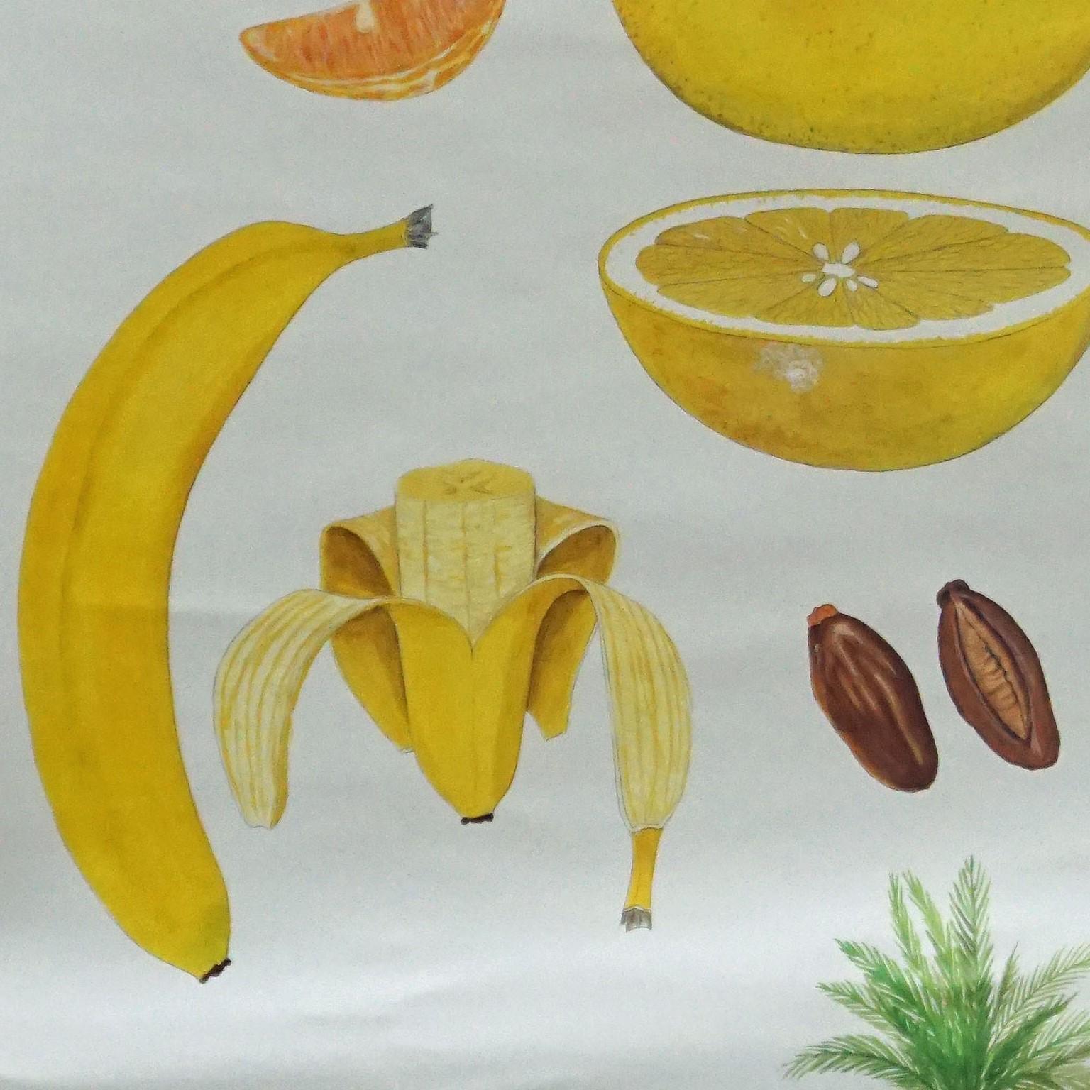 German Tropical Subtropical Fruits Vintage Poster Rollable Wallchart