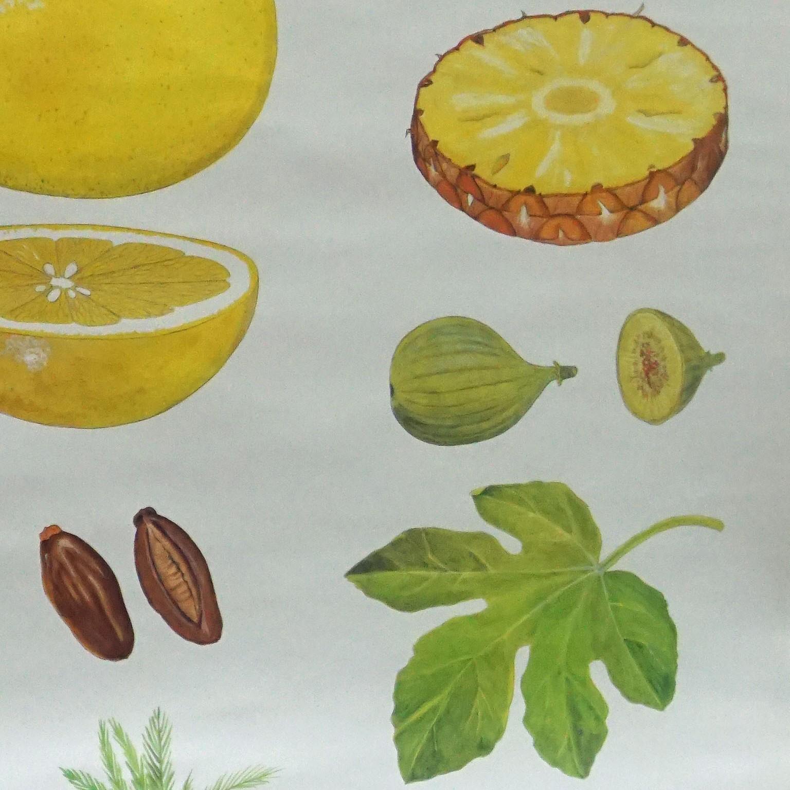 Tropical Subtropical Fruits Vintage Poster Rollable Wallchart In Good Condition In Berghuelen, DE