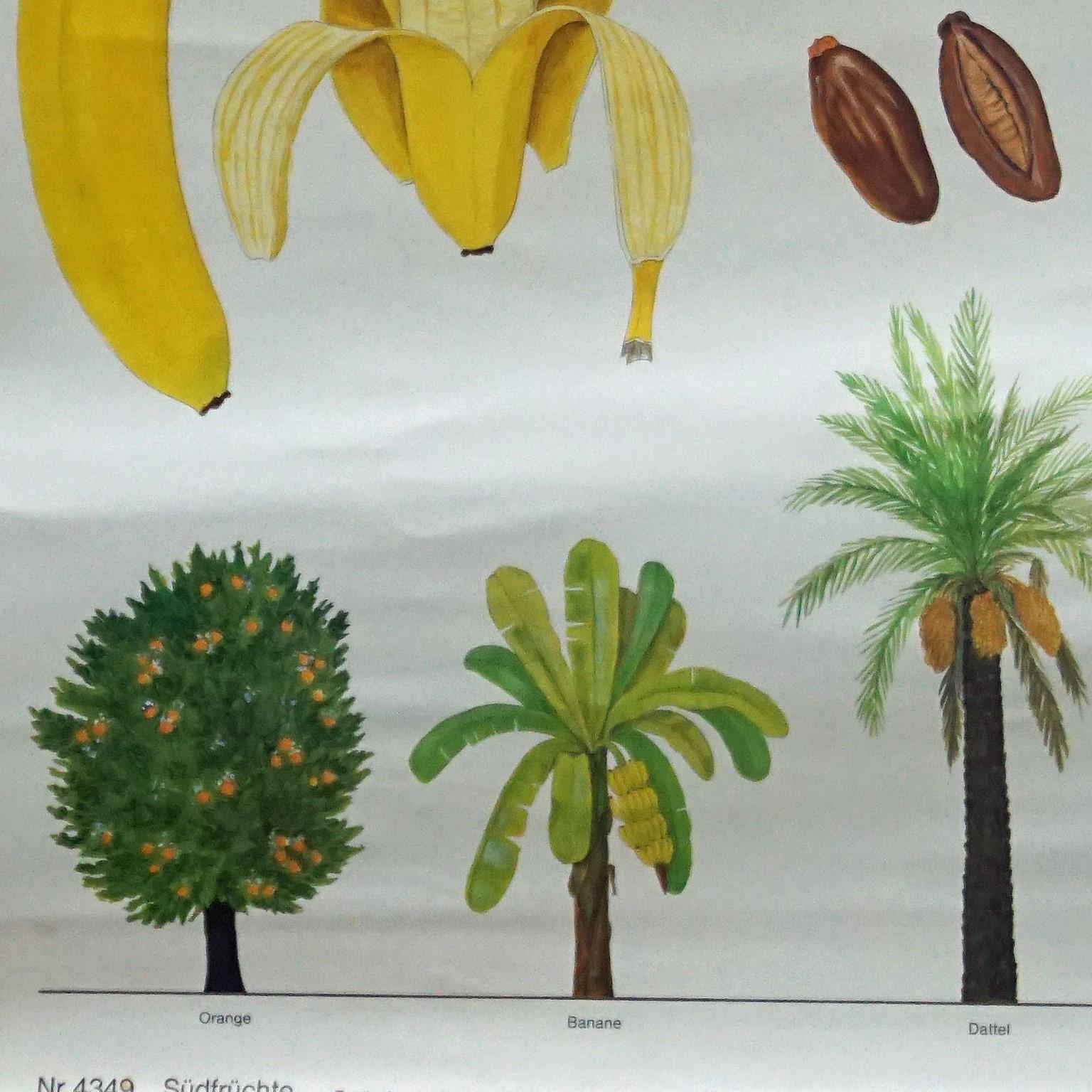 Late 20th Century Tropical Subtropical Fruits Vintage Poster Rollable Wallchart