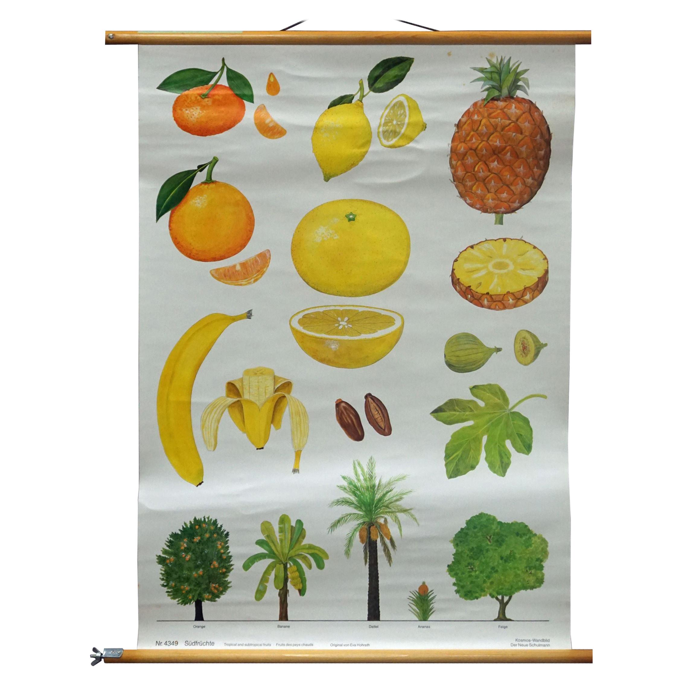 Tropical Subtropical Fruits Vintage Poster Rollable Wallchart
