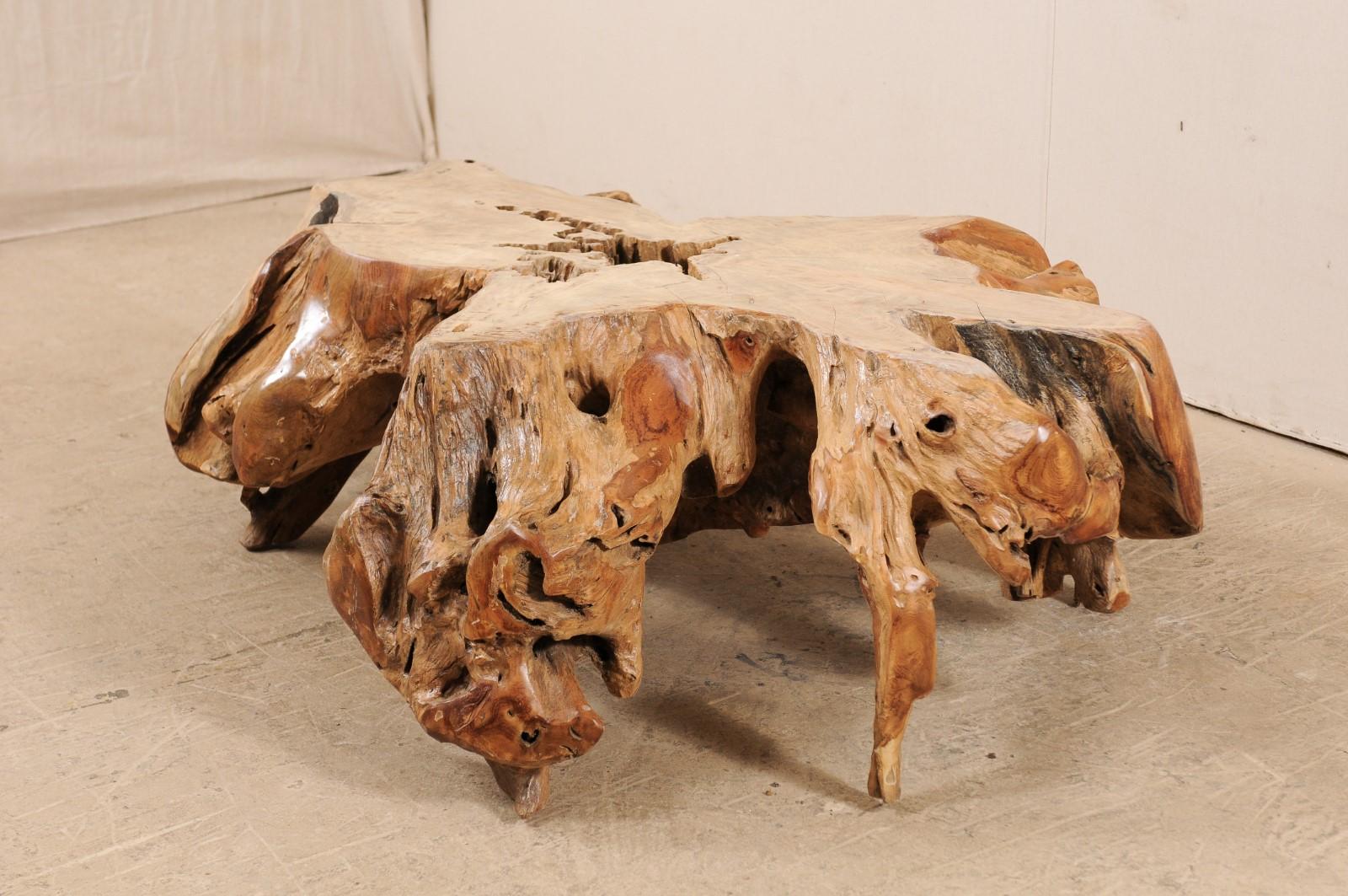 A natural teak tree root coffee table. This wooden coffee table has been fashioned from a large cut section of old teak stump, whose intertwining roots which gives it an organic and airy feel. There is a nice contrast of colors and wonderful showing